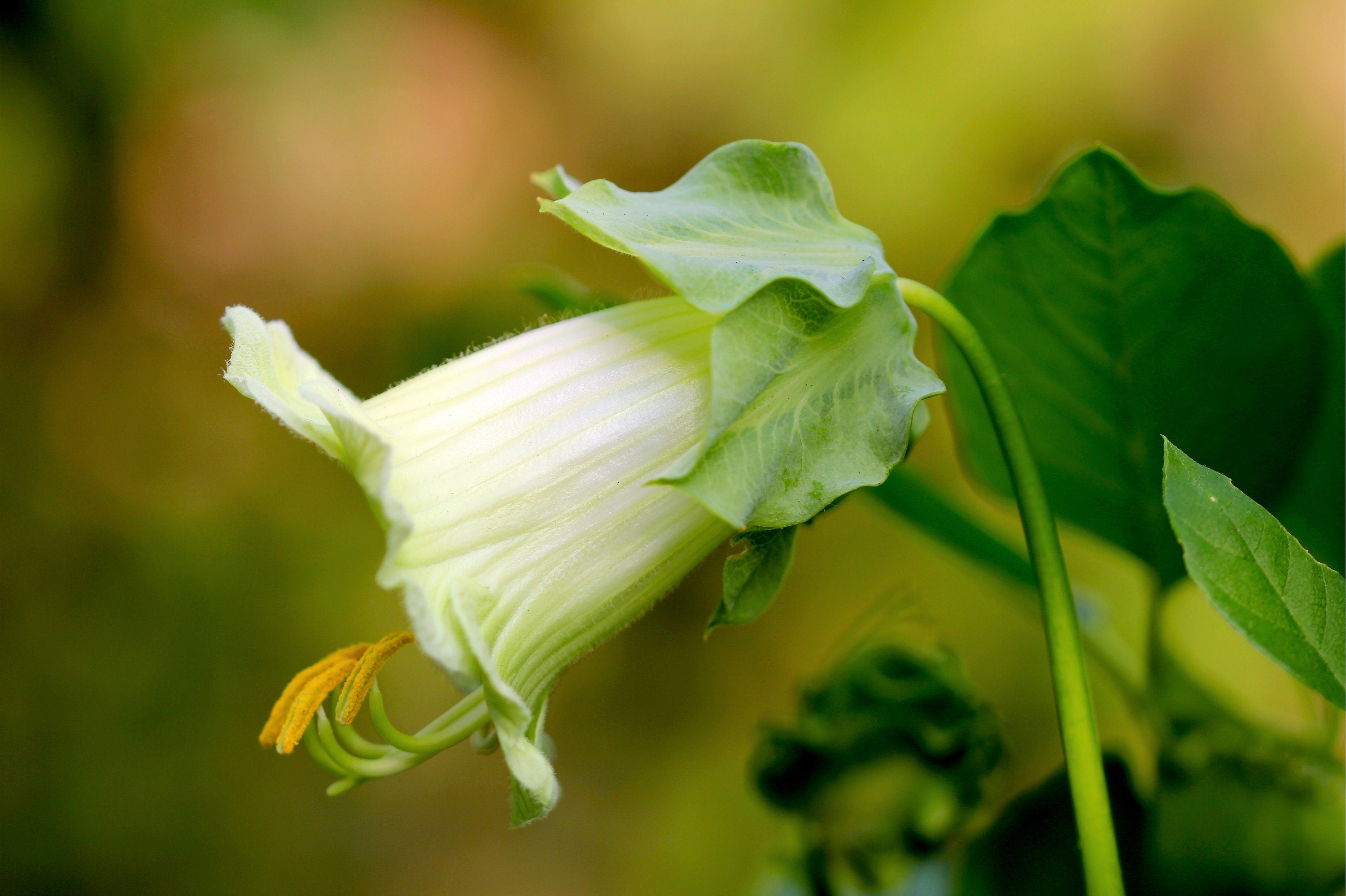 5 WHITE CATHEDRAL BELLS Vine Cup & Saucer Cobaea Scandens Alba Climber Hummingbird Flower Seeds