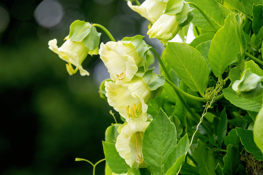 5 WHITE CATHEDRAL BELLS Vine Cup & Saucer Cobaea Scandens Alba Climber Hummingbird Flower Seeds
