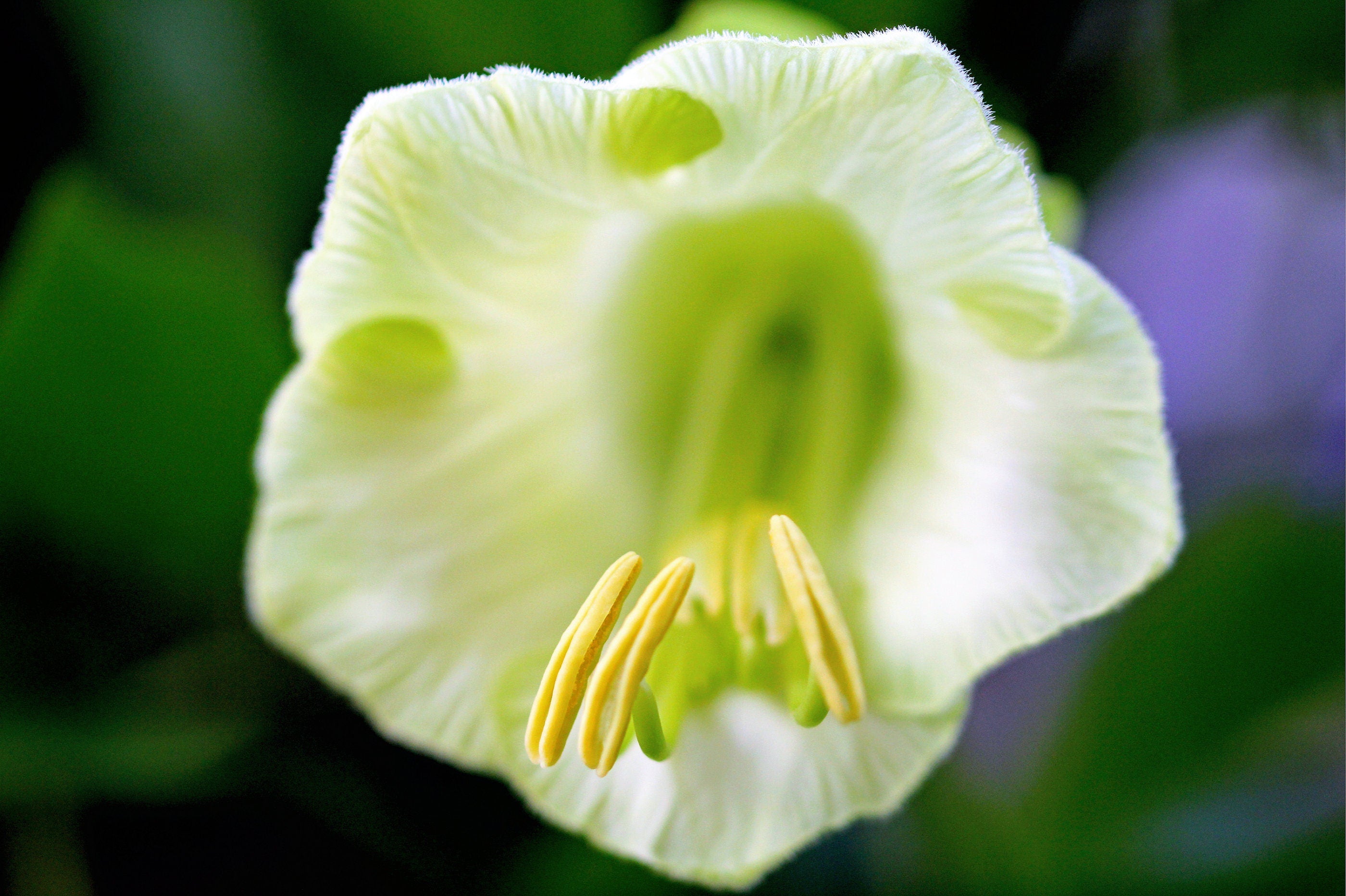 5 WHITE CATHEDRAL BELLS Vine Cup & Saucer Cobaea Scandens Alba Climber Hummingbird Flower Seeds