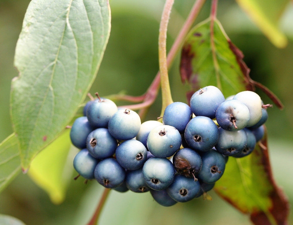 20 SILKY DOGWOOD Shrub Cornus Amomum syn. Coerulea Swida aka Kinnikinnik & Red Willow White Flower Silver Blue Berry Seeds