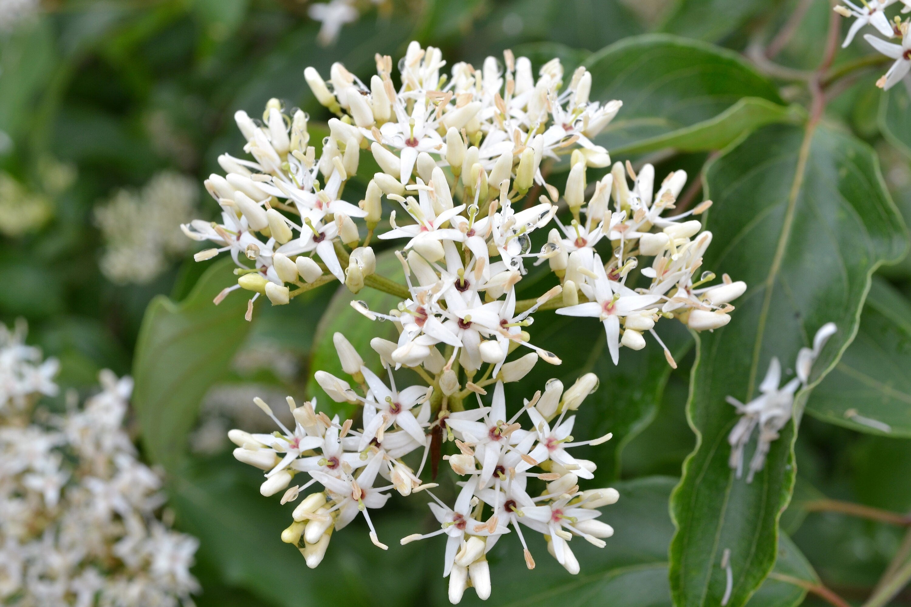 20 SILKY DOGWOOD Shrub Cornus Amomum syn. Coerulea Swida aka Kinnikinnik & Red Willow White Flower Silver Blue Berry Seeds