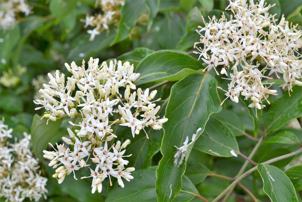 20 SILKY DOGWOOD Shrub Cornus Amomum syn. Coerulea Swida aka Kinnikinnik & Red Willow White Flower Silver Blue Berry Seeds