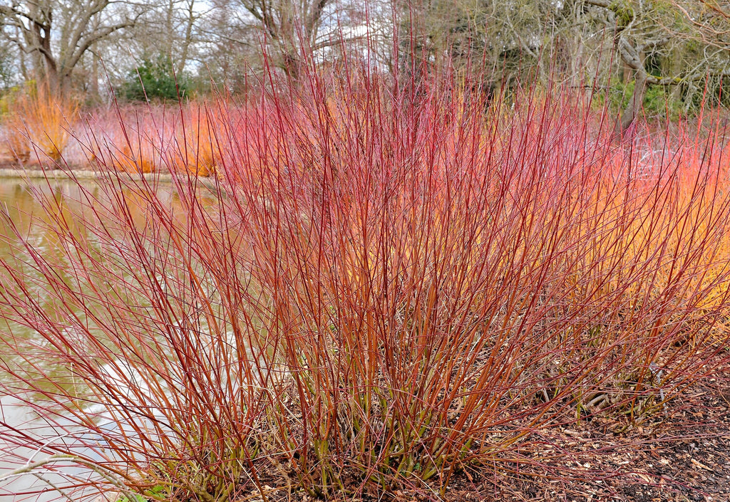 20 SILKY DOGWOOD Shrub Cornus Amomum syn. Coerulea Swida aka Kinnikinnik & Red Willow White Flower Silver Blue Berry Seeds