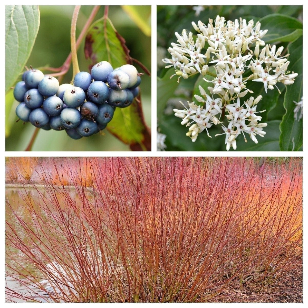 20 SILKY DOGWOOD Shrub Cornus Amomum syn. Coerulea Swida aka Kinnikinnik & Red Willow White Flower Silver Blue Berry Seeds