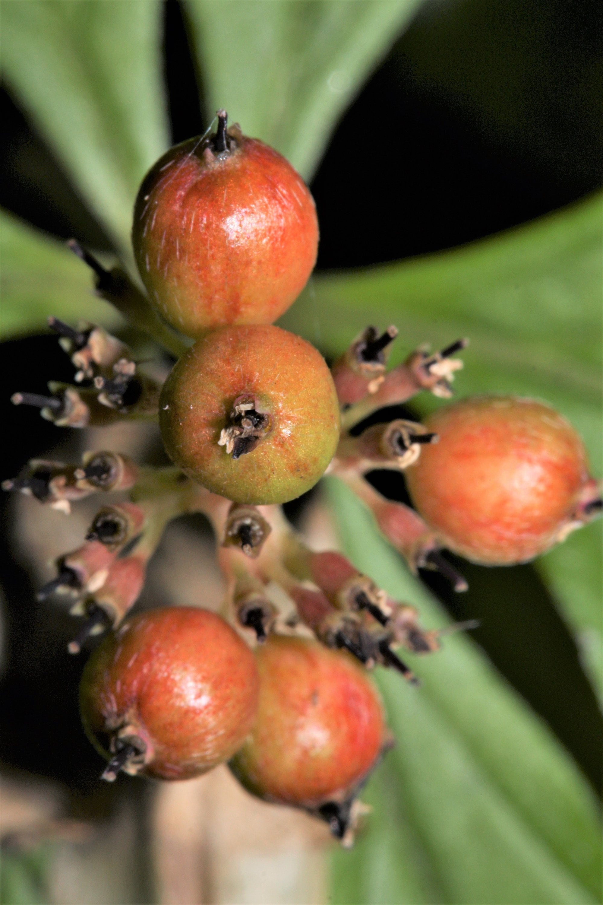15 WESTERN BUNCHBERRY Alaskan Dogwood Canadian Cornus Unalaschkensis White Sun or Shade Groundcover Flower Edible Red Berry Herb Seeds