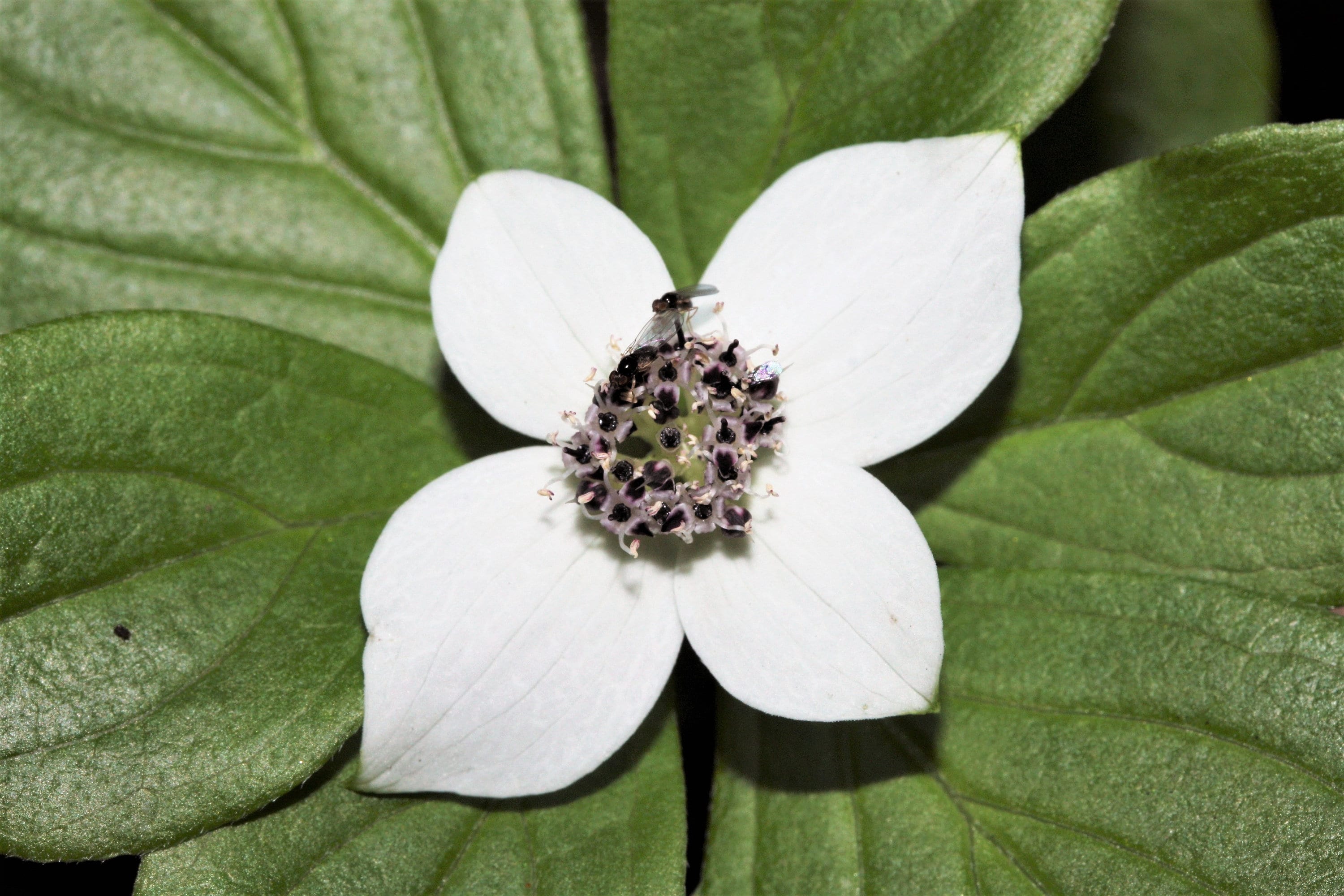 15 WESTERN BUNCHBERRY Alaskan Dogwood Canadian Cornus Unalaschkensis White Sun or Shade Groundcover Flower Edible Red Berry Herb Seeds
