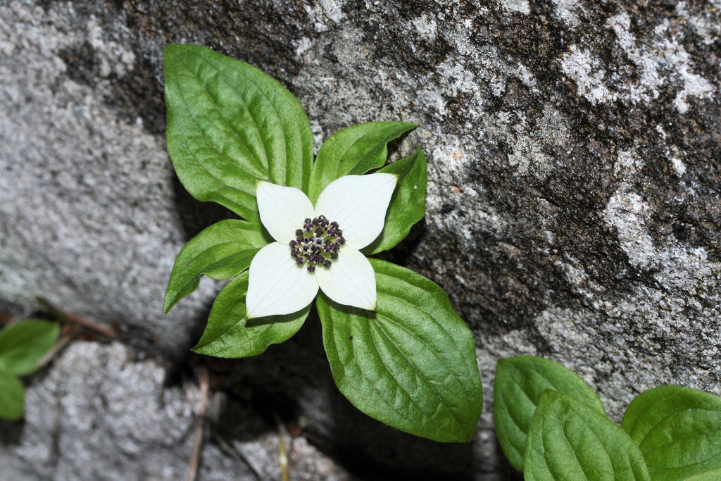 15 WESTERN BUNCHBERRY Alaskan Dogwood Canadian Cornus Unalaschkensis White Sun or Shade Groundcover Flower Edible Red Berry Herb Seeds