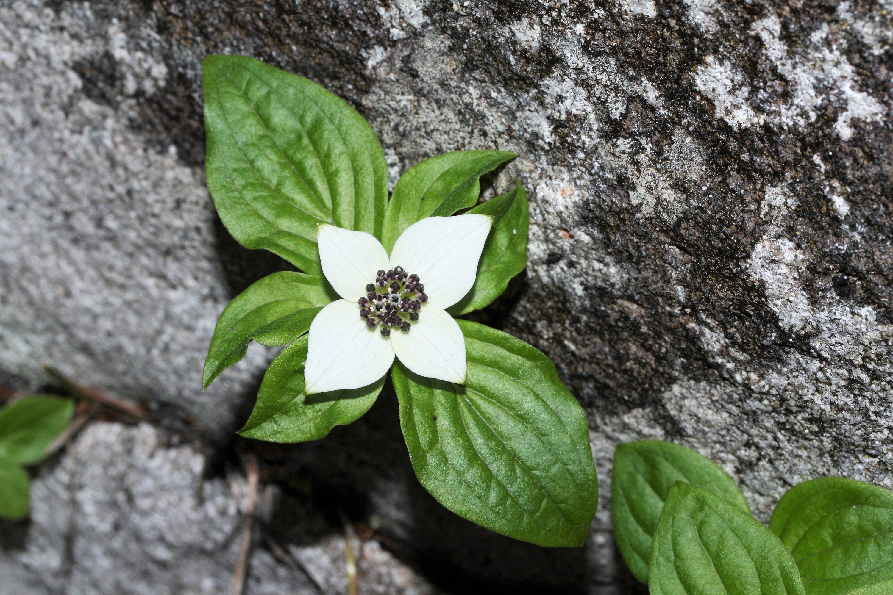 15 WESTERN BUNCHBERRY Alaskan Dogwood Canadian Cornus Unalaschkensis White Sun or Shade Groundcover Flower Edible Red Berry Herb Seeds