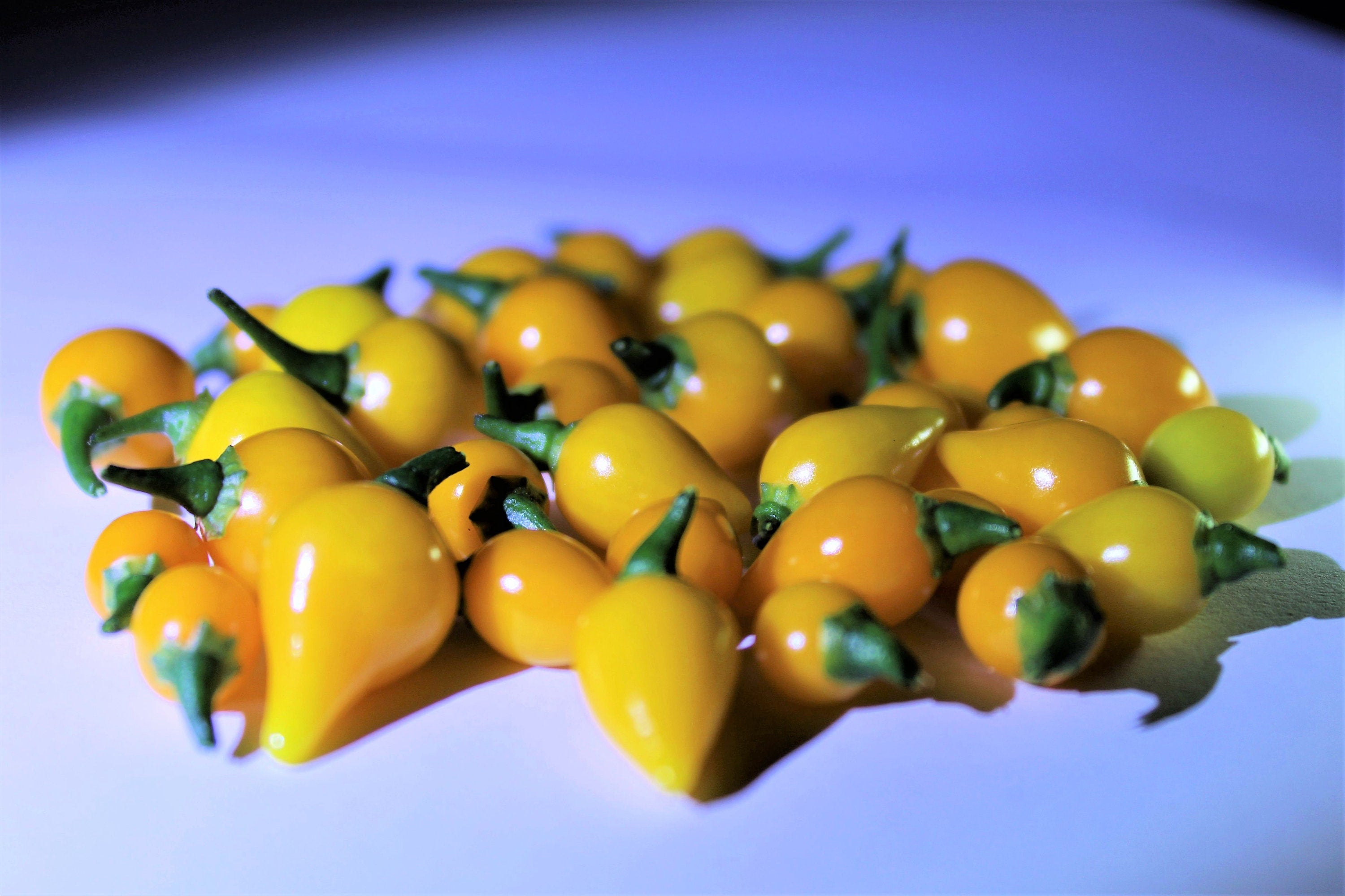 25 YELLOW BIQUINHO PEPPER Brazilian Chupetinho Capsicum Chinense Small Citrusy Sweet Semi Hot Chile Sweety Drop Vegetable Seeds