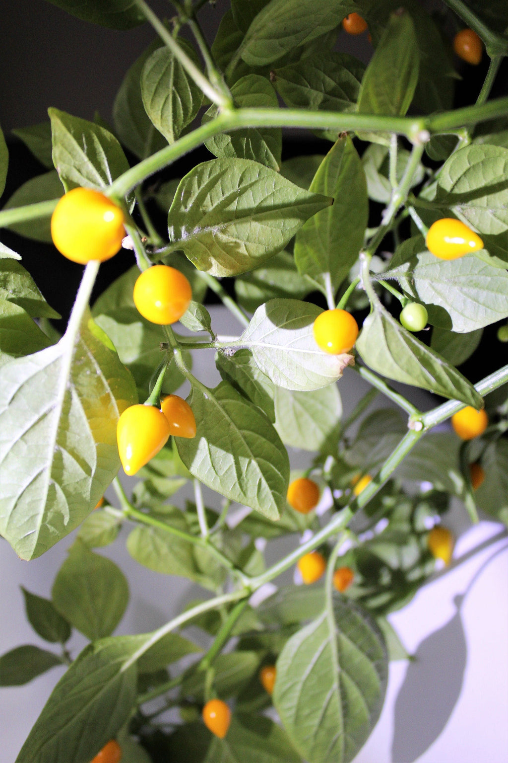 25 YELLOW BIQUINHO PEPPER Brazilian Chupetinho Capsicum Chinense Small Citrusy Sweet Semi Hot Chile Sweety Drop Vegetable Seeds