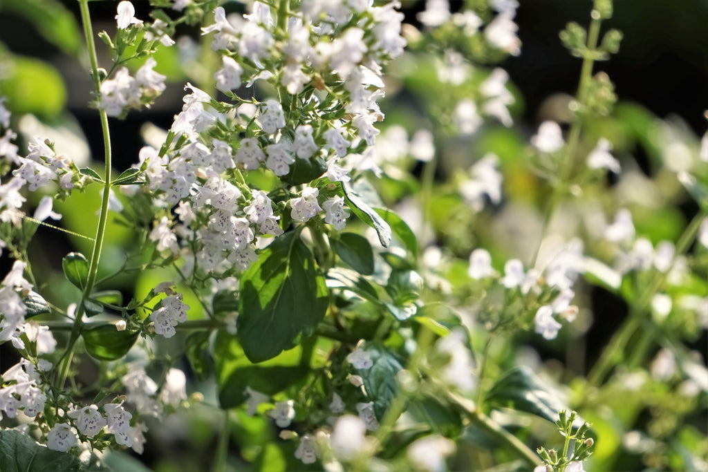 20 CALAMINT Lesser Calamintha Nepeta Officinalis Fragrant Herb White - Lilac Flower Seeds