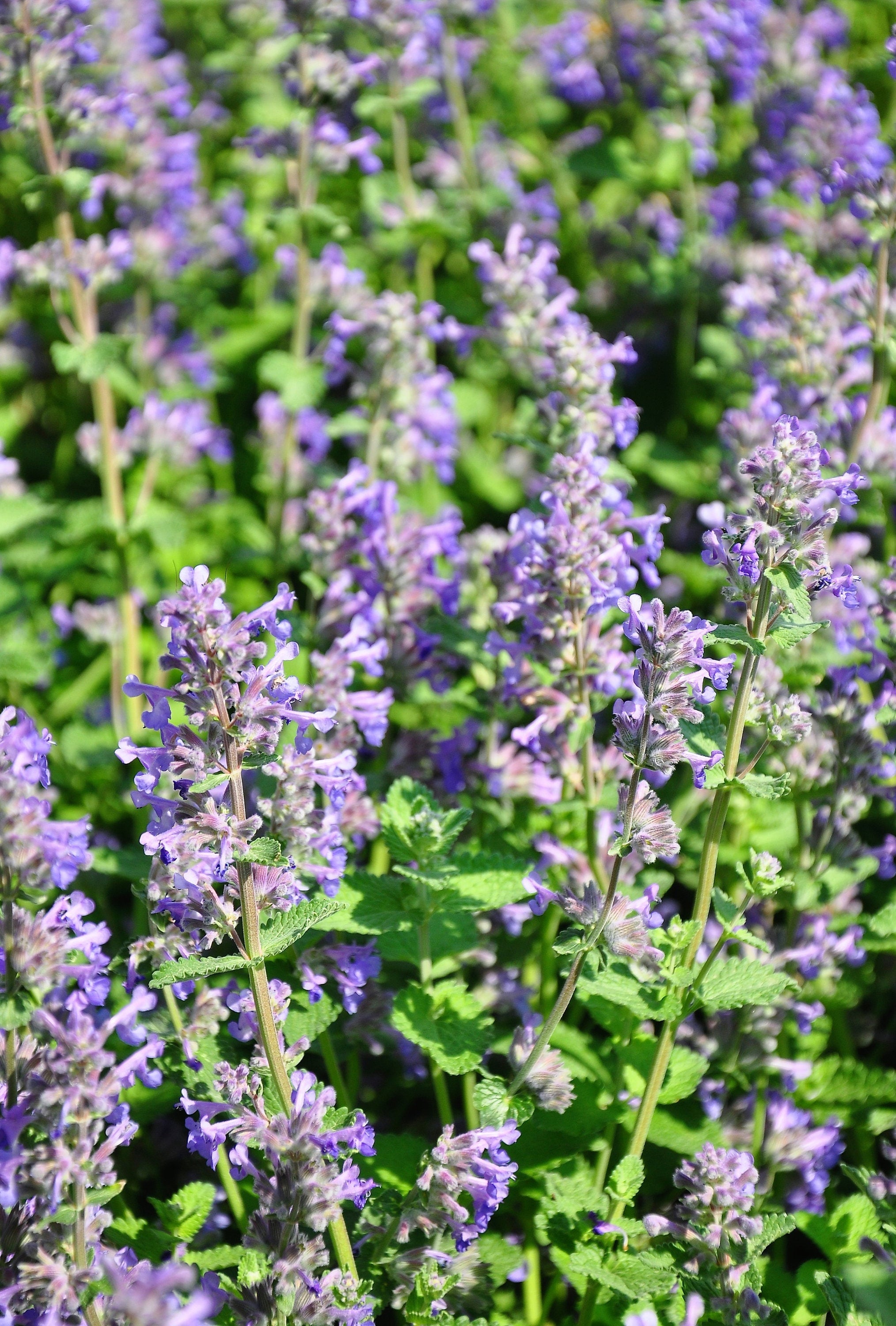 20 CALAMINT Lesser Calamintha Nepeta Officinalis Fragrant Herb White - Lilac Flower Seeds