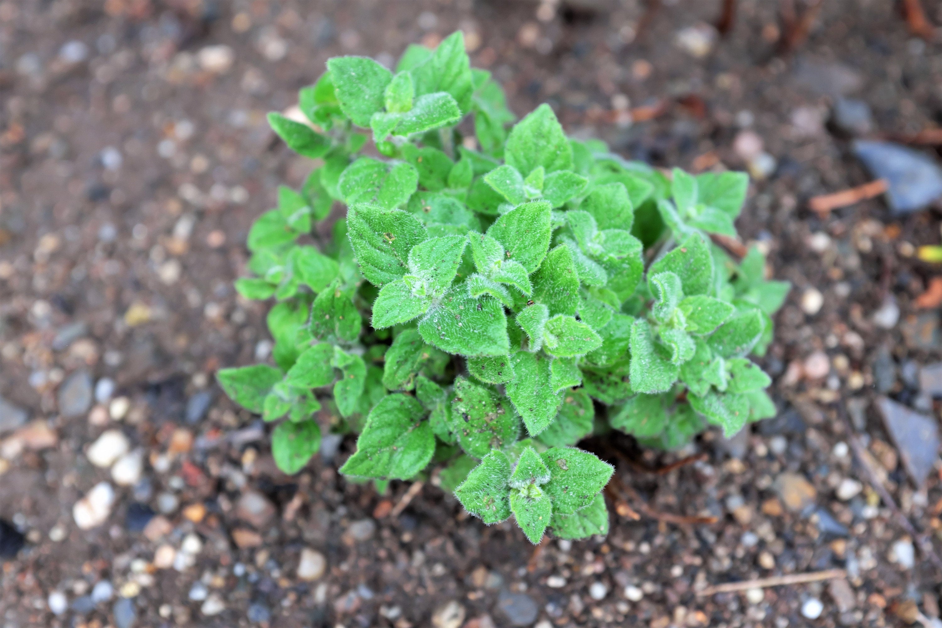 20 CALAMINT Lesser Calamintha Nepeta Officinalis Fragrant Herb White - Lilac Flower Seeds