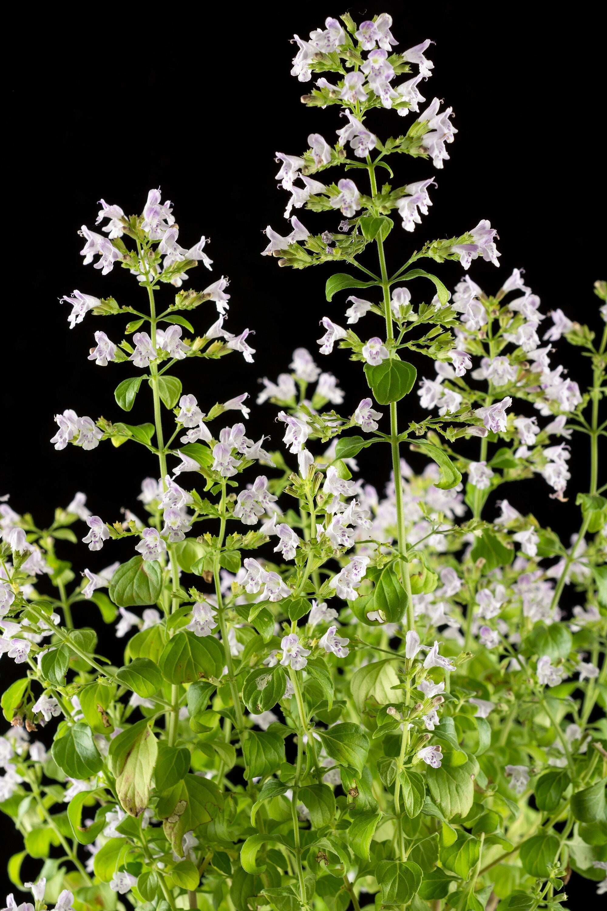 20 CALAMINT Lesser Calamintha Nepeta Officinalis Fragrant Herb White - Lilac Flower Seeds