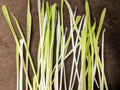 50 VARIEGATED CAT GRASS White & Green Pet Grass Catgrass Triticum Aestivum Seeds