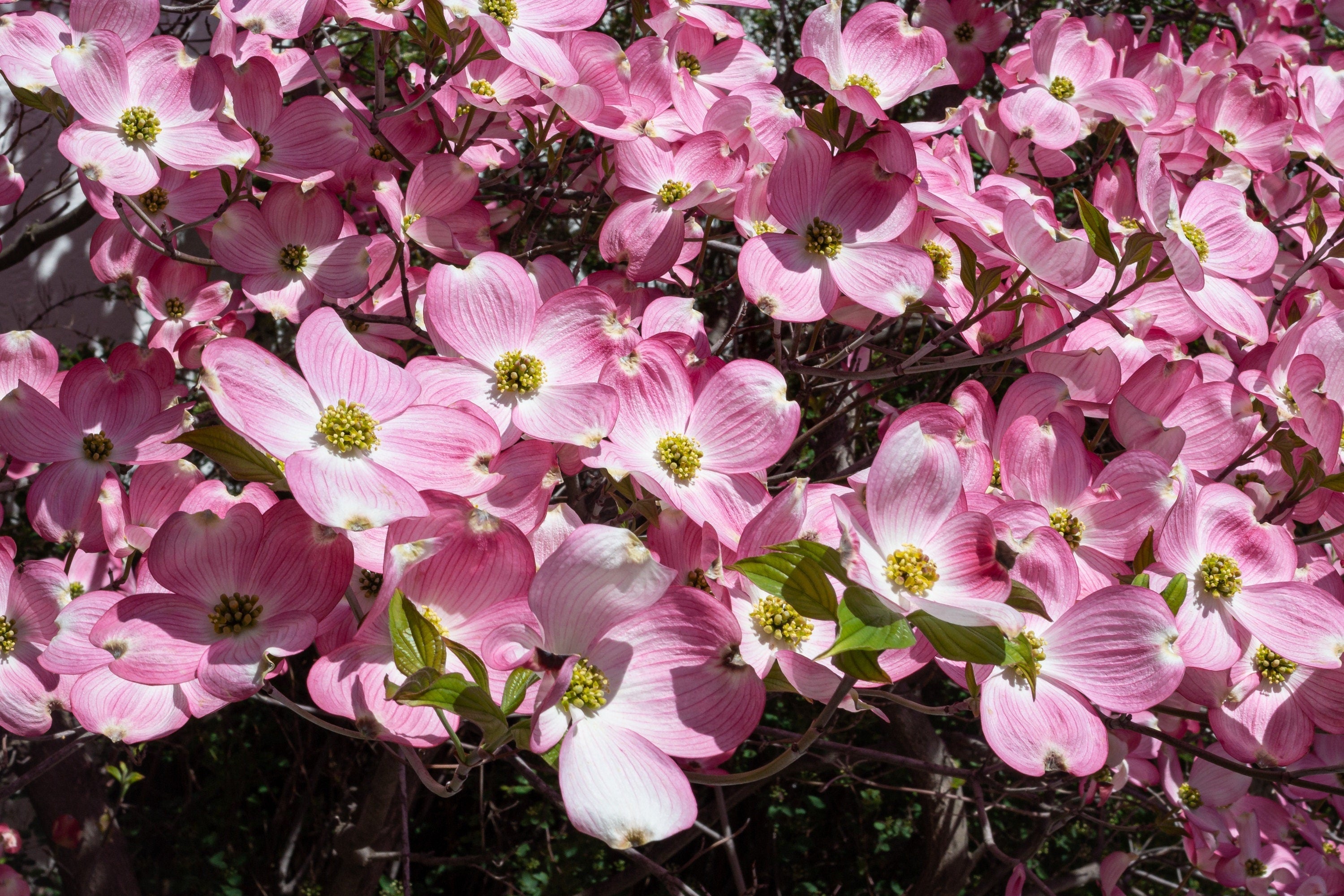 5 PINK FLOWERING DOGWOOD Tree Cornus Florida Rubra Native Ornamental Tree Seeds