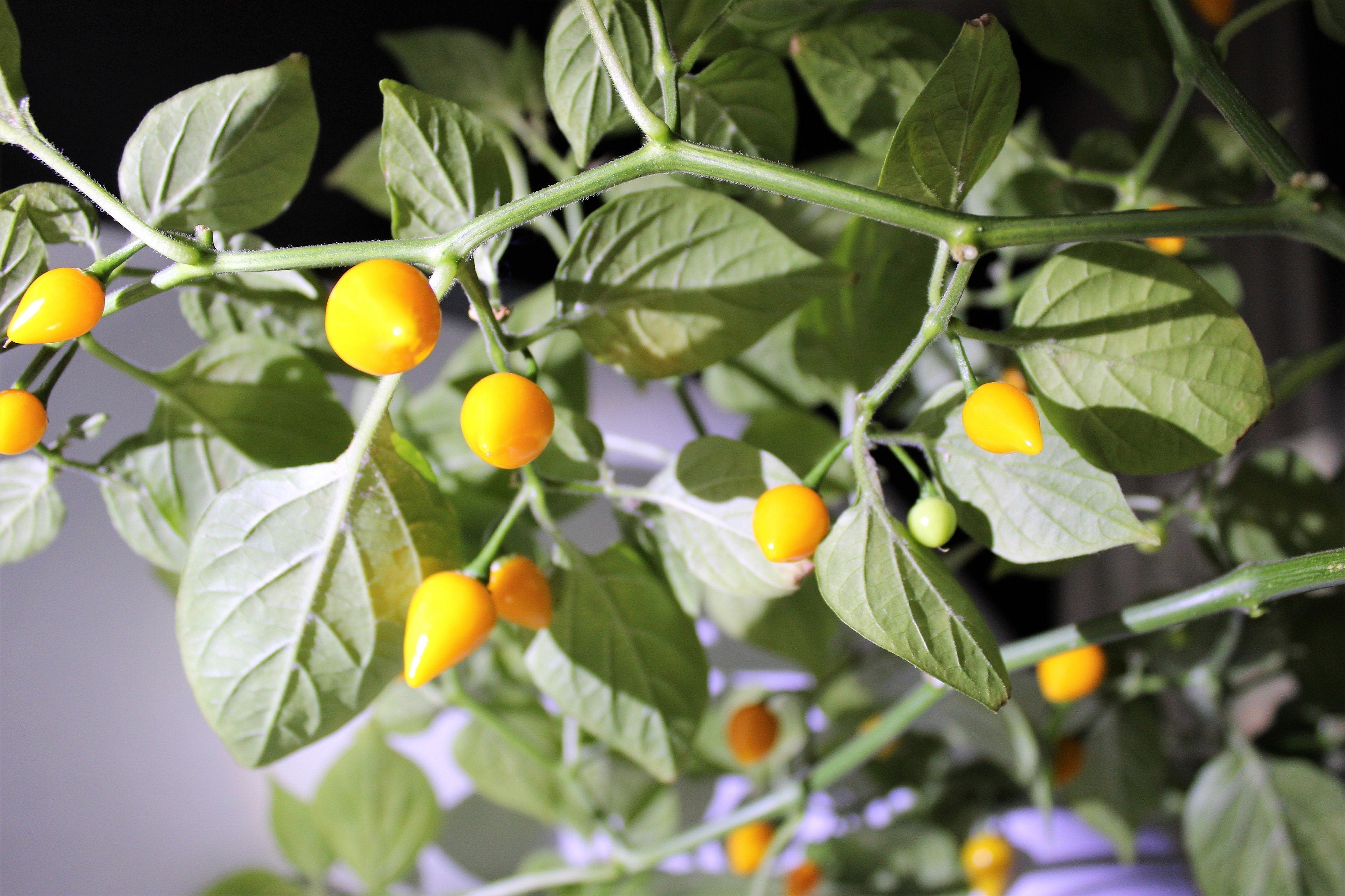 25 YELLOW BIQUINHO PEPPER Brazilian Chupetinho Capsicum Chinense Small Citrusy Sweet Semi Hot Chile Sweety Drop Vegetable Seeds