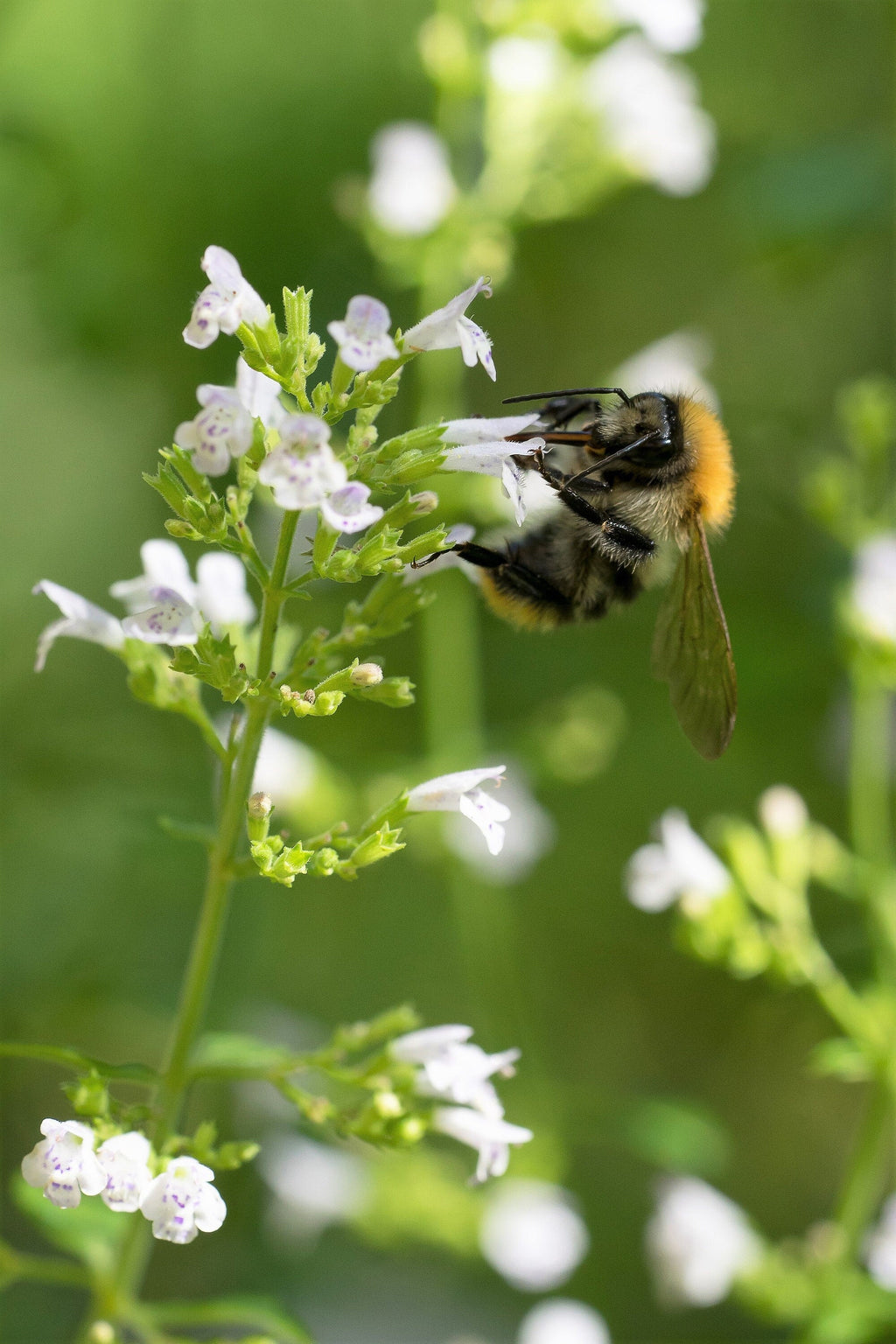 20 CALAMINT Lesser Calamintha Nepeta Officinalis Fragrant Herb White - Lilac Flower Seeds
