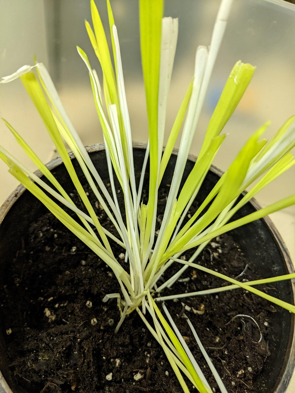50 VARIEGATED CAT GRASS White & Green Pet Grass Catgrass Triticum Aestivum Seeds