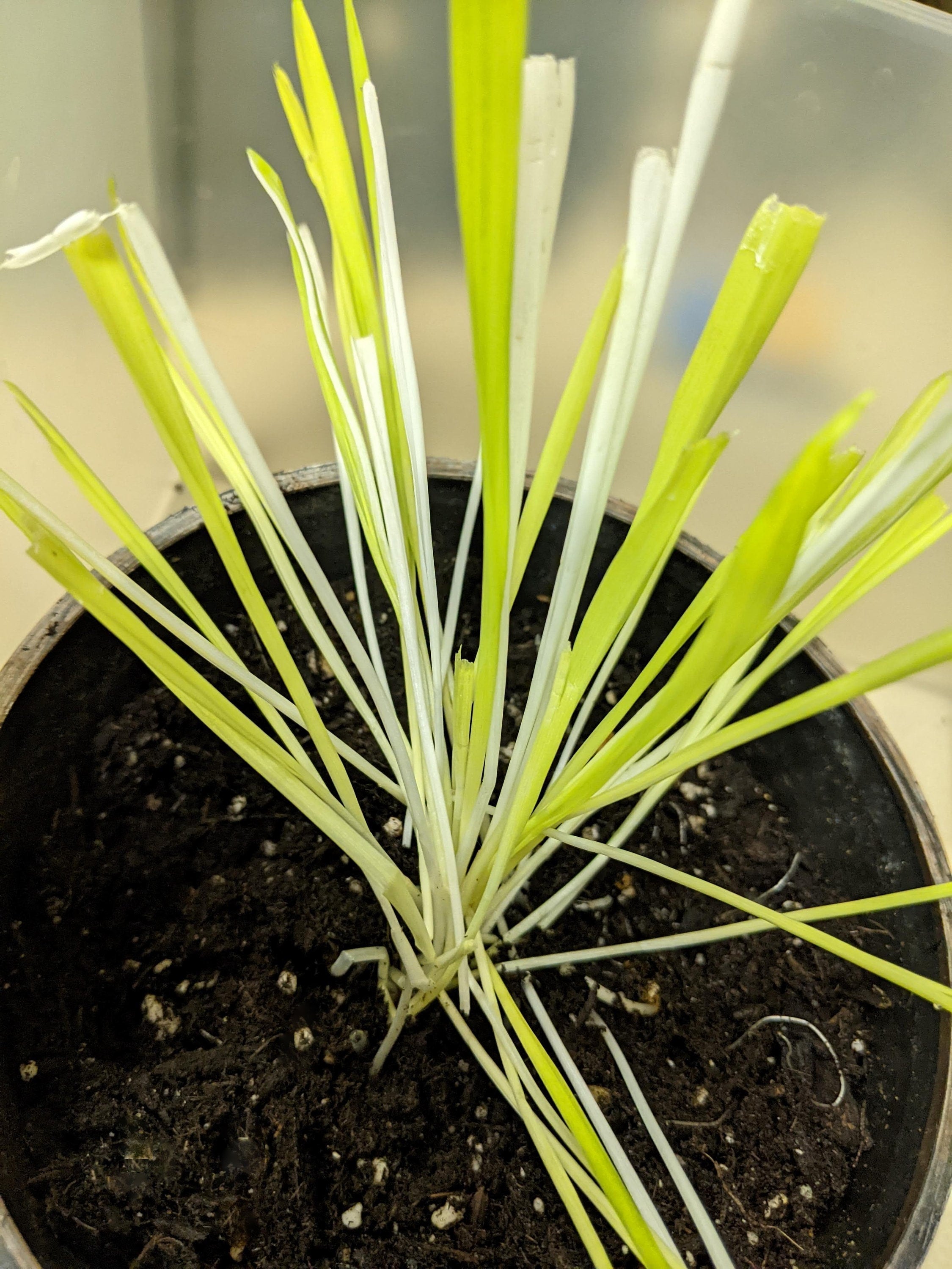 50 VARIEGATED CAT GRASS White & Green Pet Grass Catgrass Triticum Aestivum Seeds