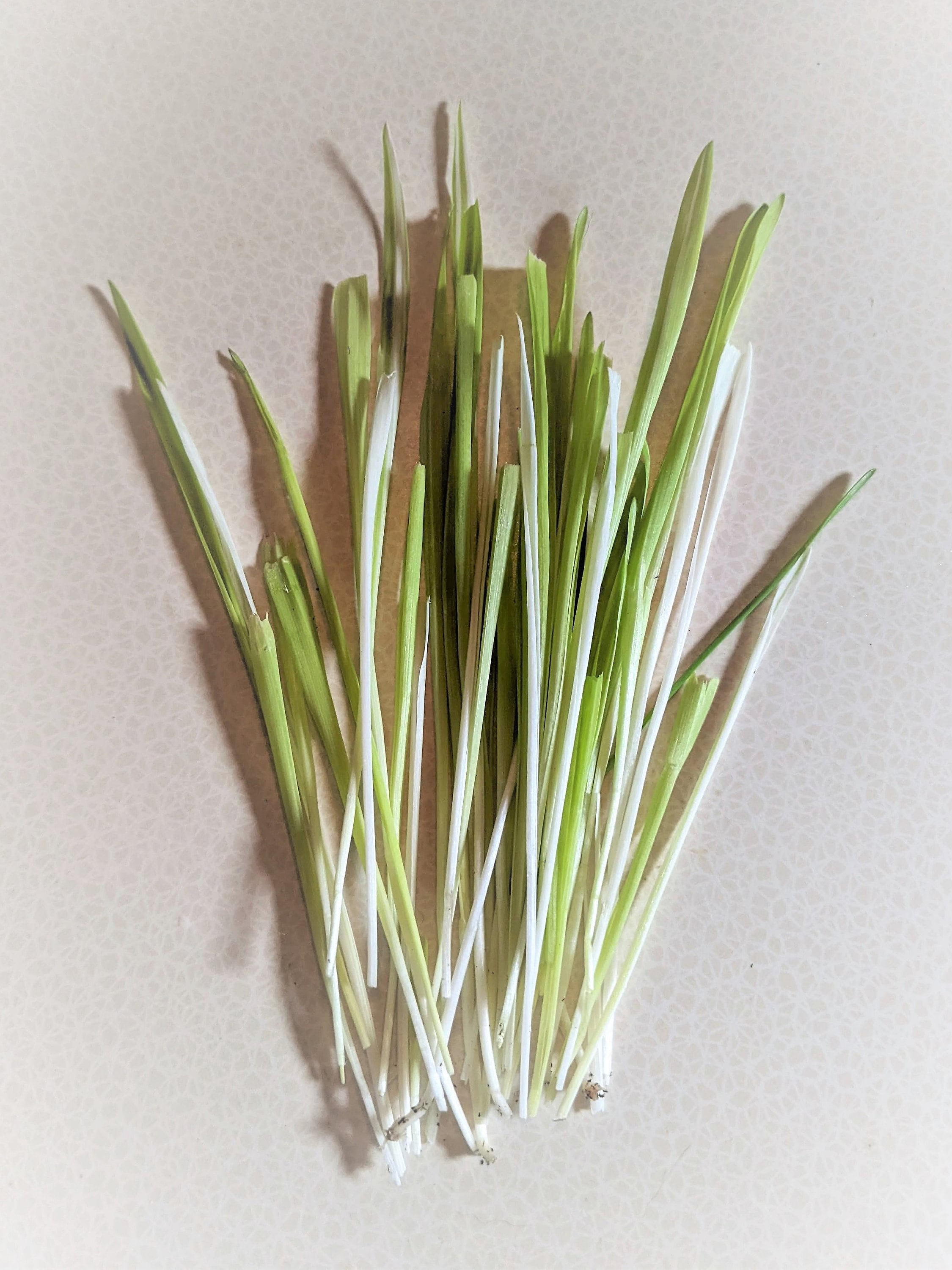 50 VARIEGATED CAT GRASS White & Green Pet Grass Catgrass Triticum Aestivum Seeds