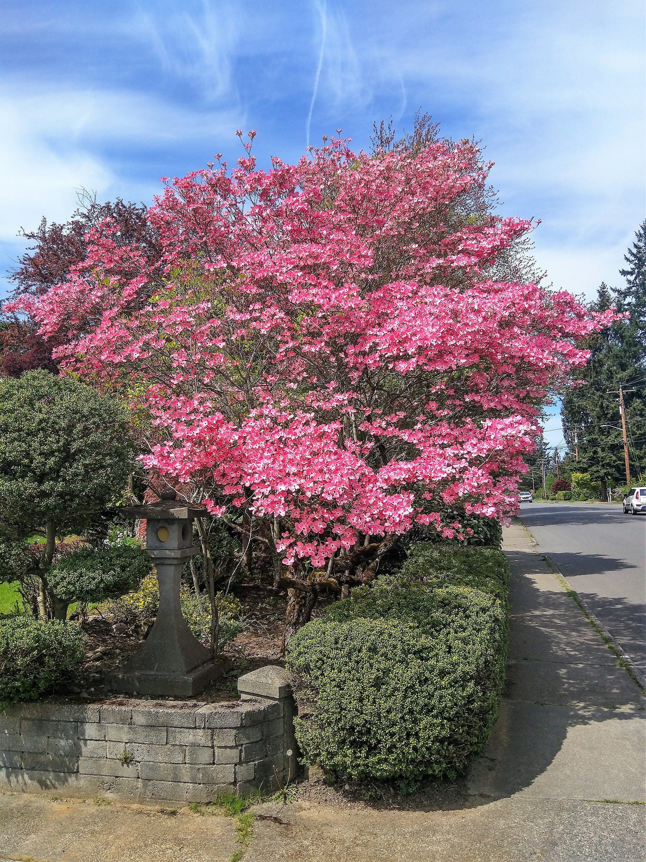 5 PINK FLOWERING DOGWOOD Tree Cornus Florida Rubra Native Ornamental Tree Seeds