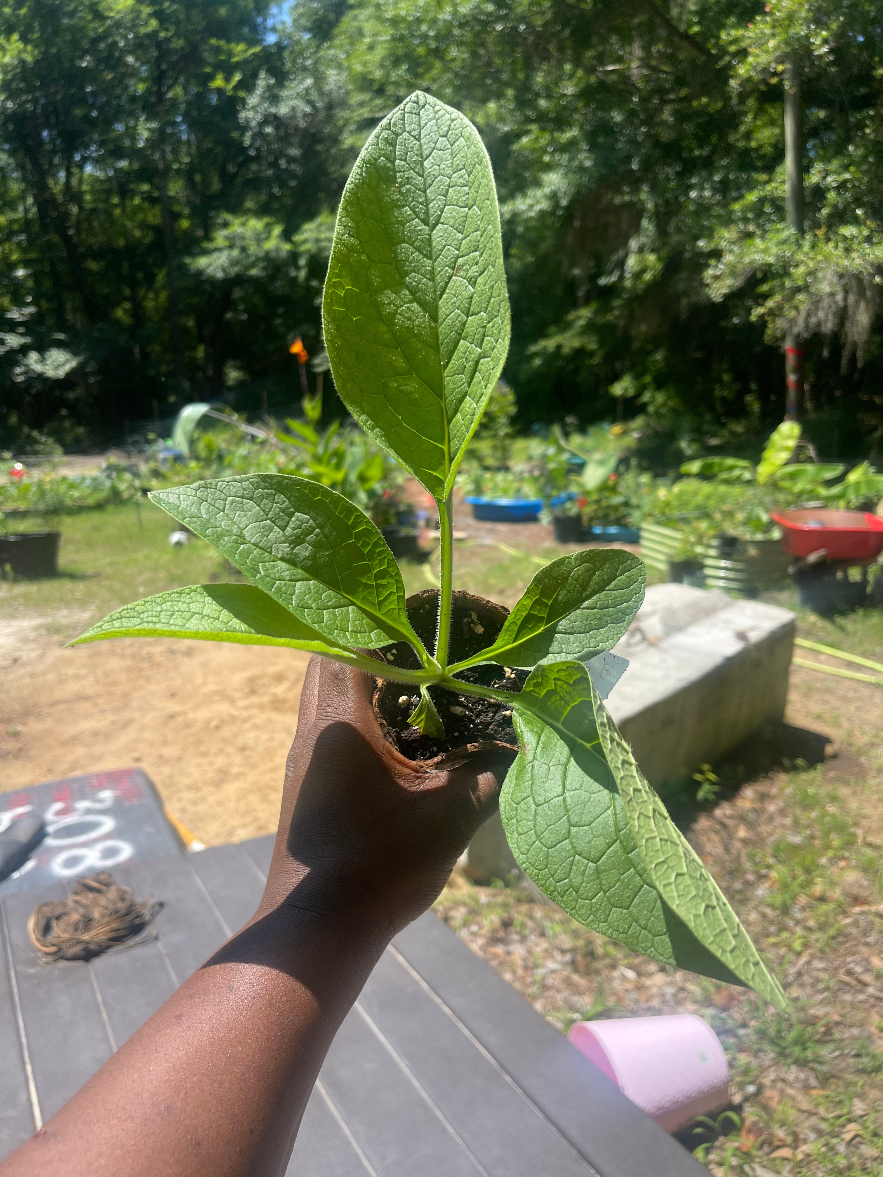 Comfrey-Bocking 14 (Live Plant)
