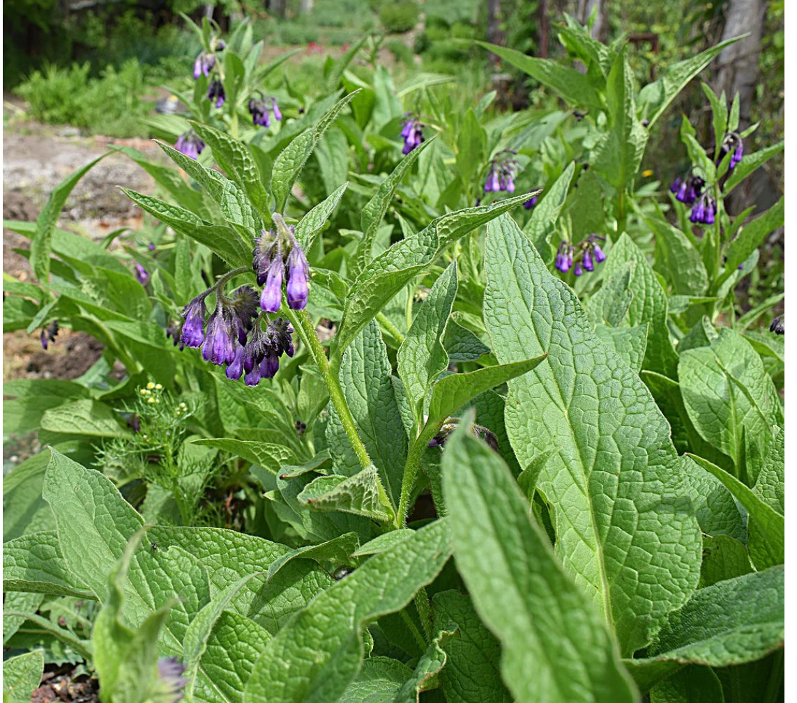 Comfrey-Bocking 14 (Live Plant)