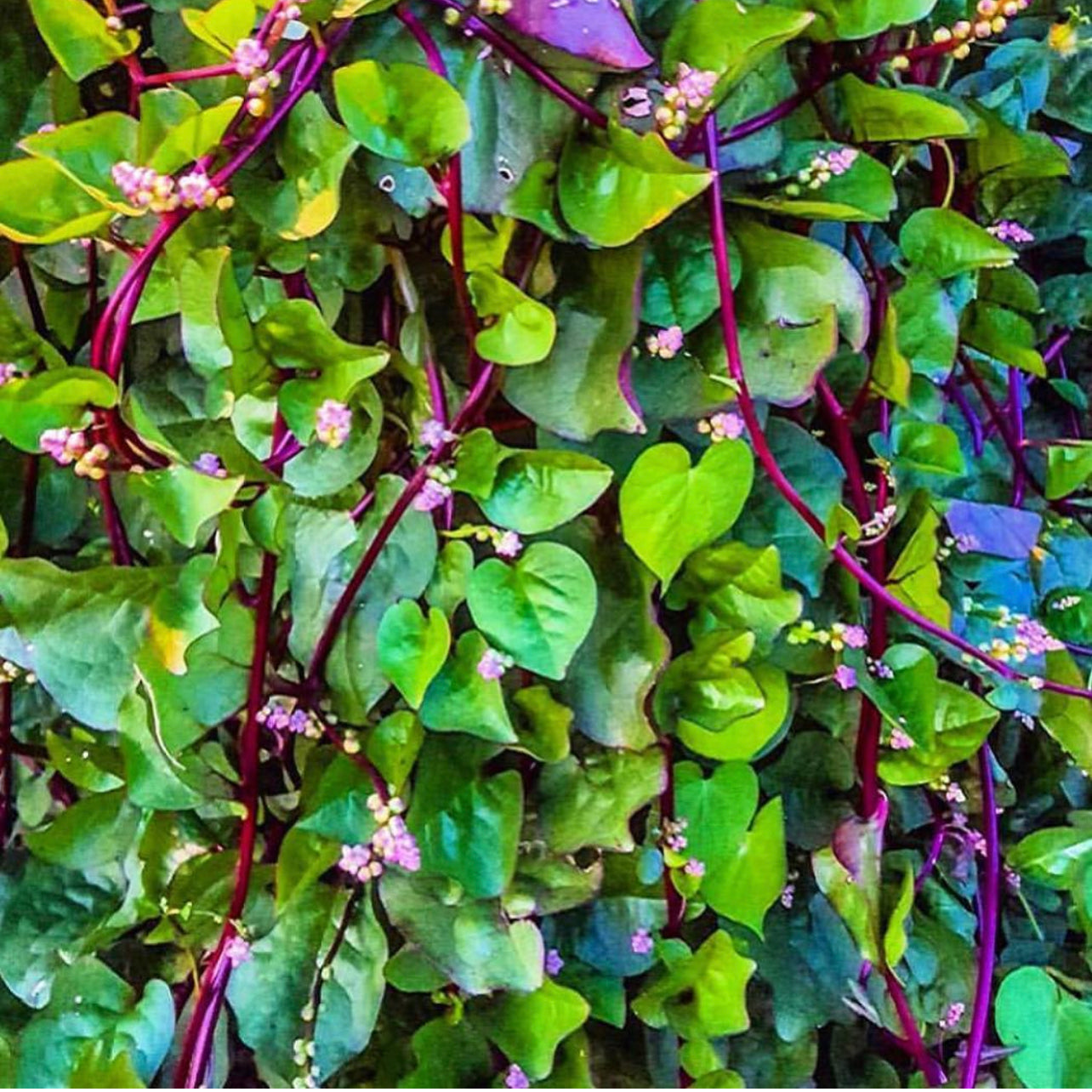 Red Malabar Spinach Live Plant