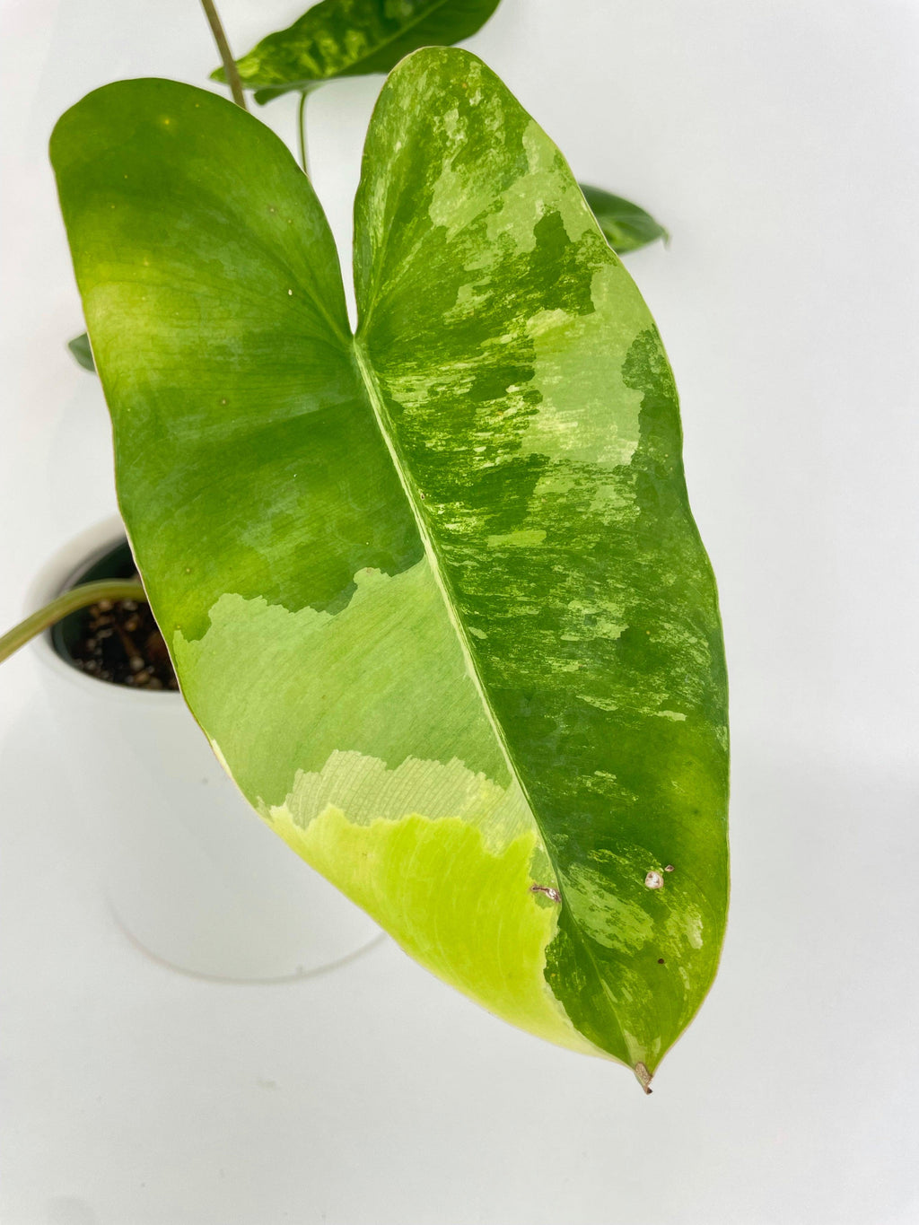 Variegated Philodendron Burle Marx