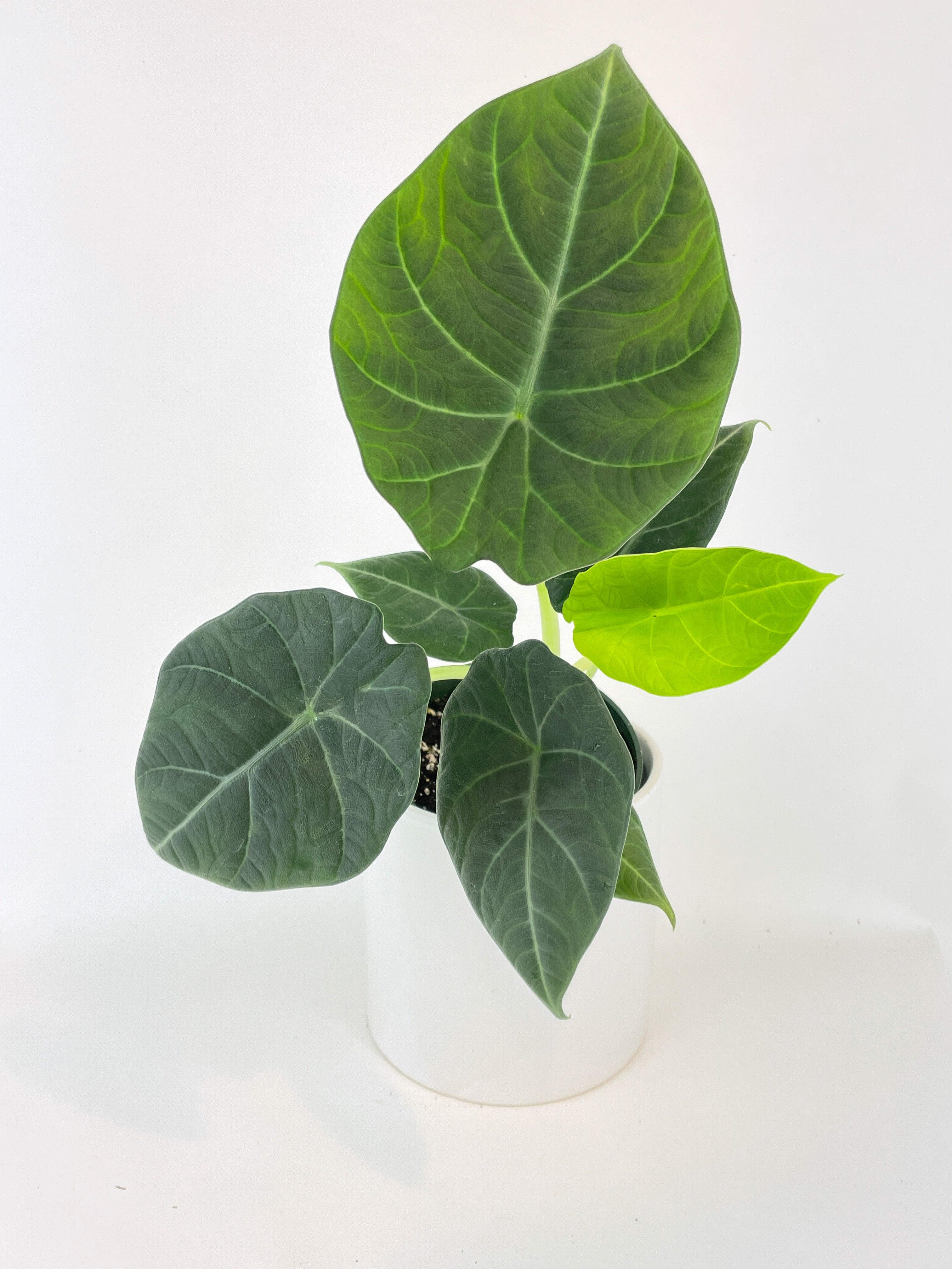 Alocasia Maharani Queen