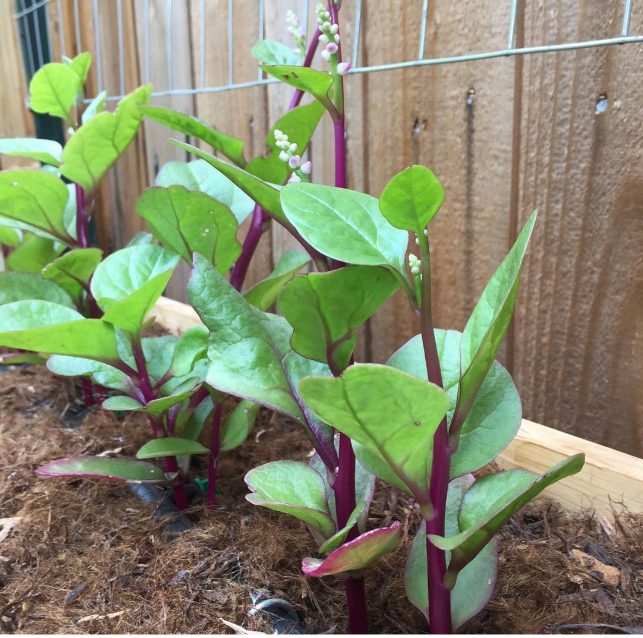 Red Malabar Spinach Live Plant