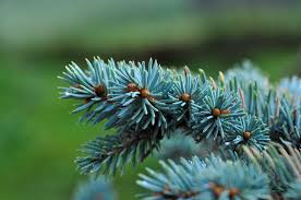 Colorado Blue Spruce Tree Seeds