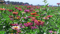 Bart tart zinnia mix