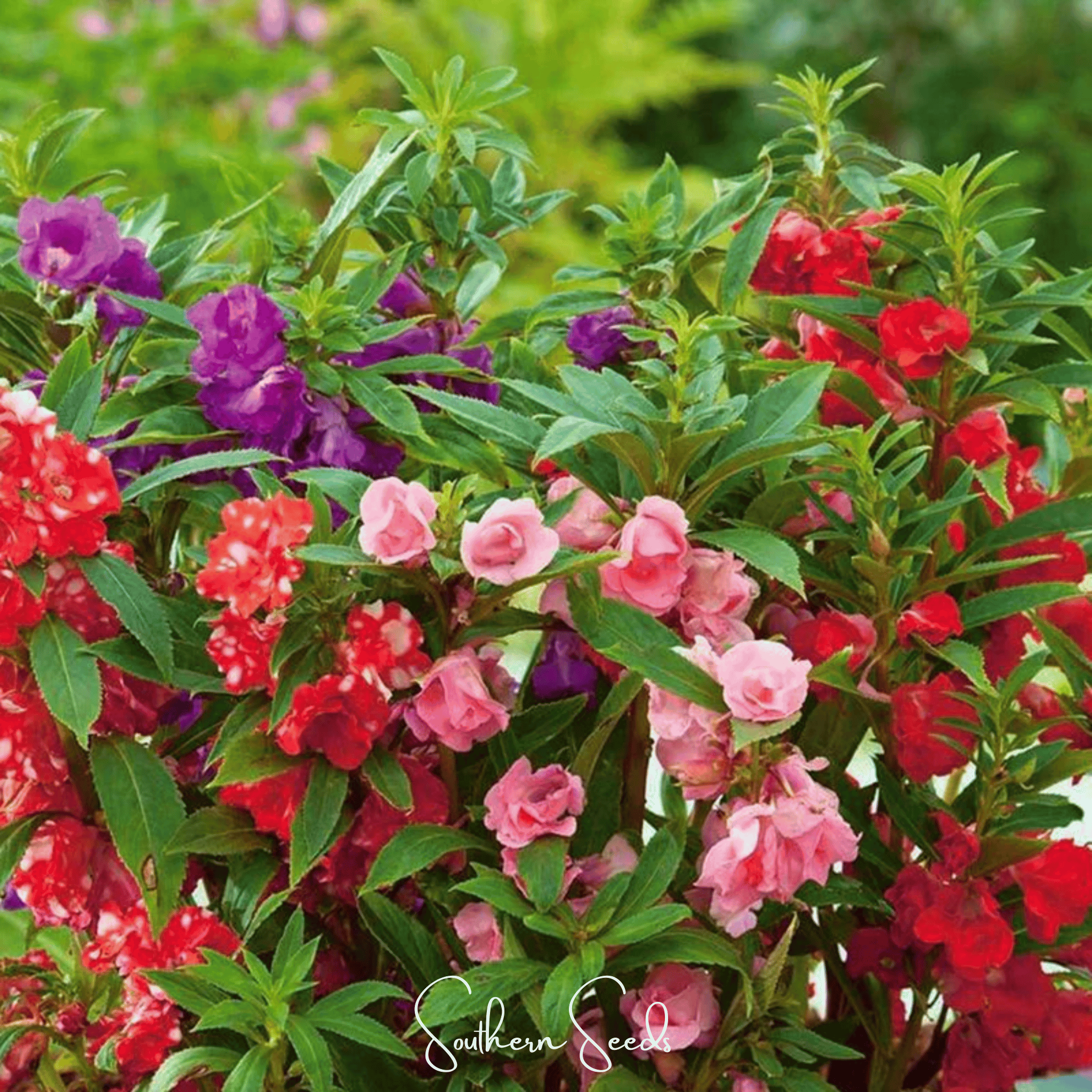 Bush Mix Impatiens – 50 Seeds
