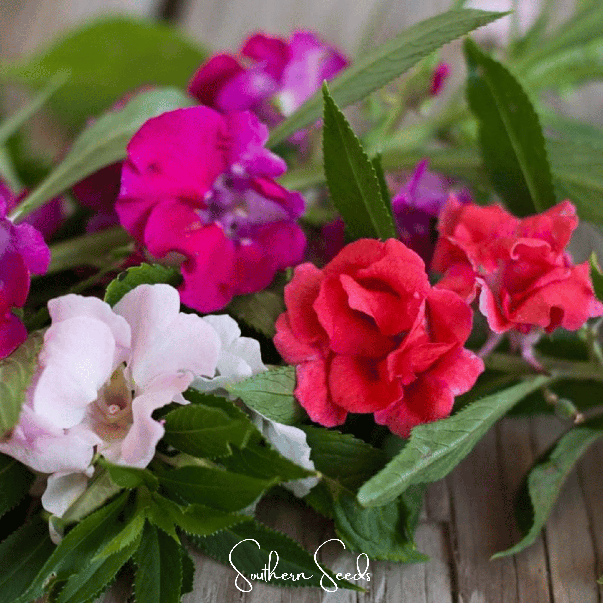 Bush Mix Impatiens – 50 Seeds