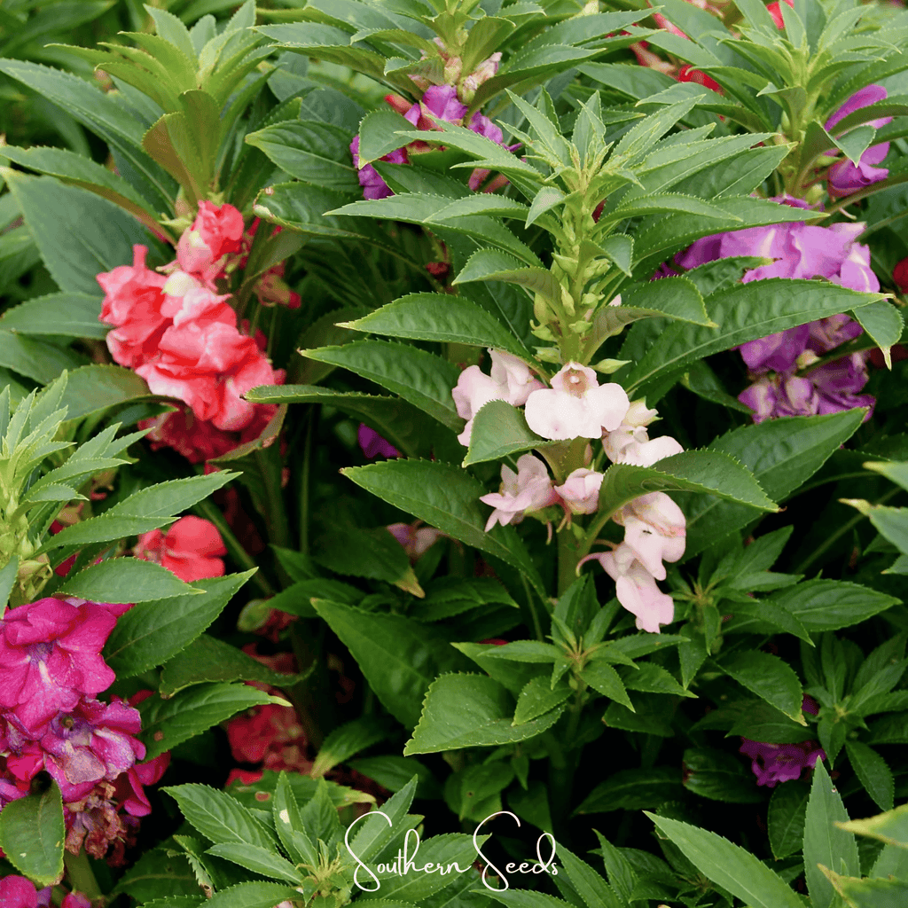Bush Mix Impatiens – 50 Seeds