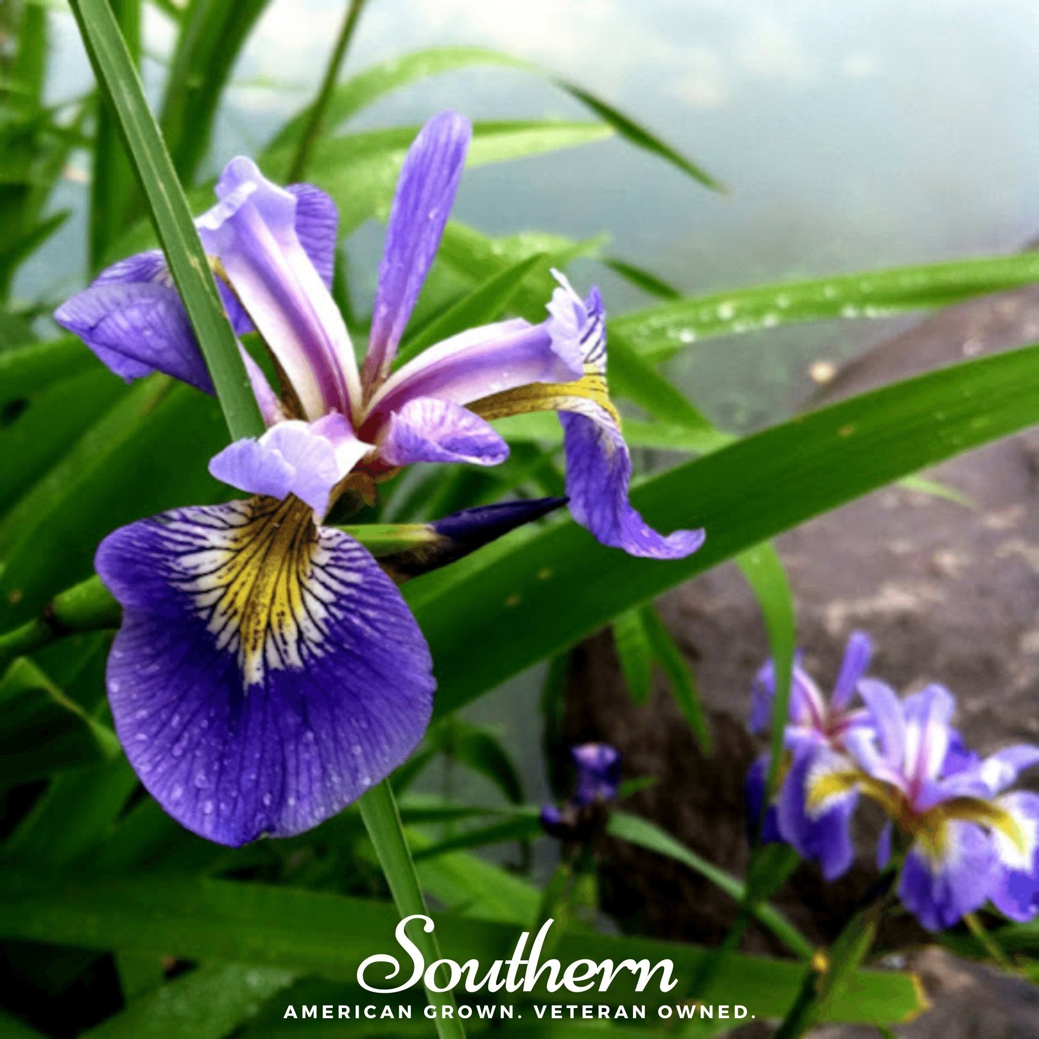 Northern Blue Flag Iris – 25 Seeds