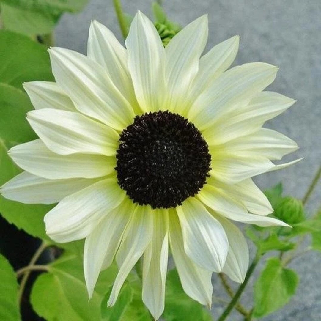 Italian White Sunflower Seeds – Elegant Creamy Blooms for Gardens & Bouquets