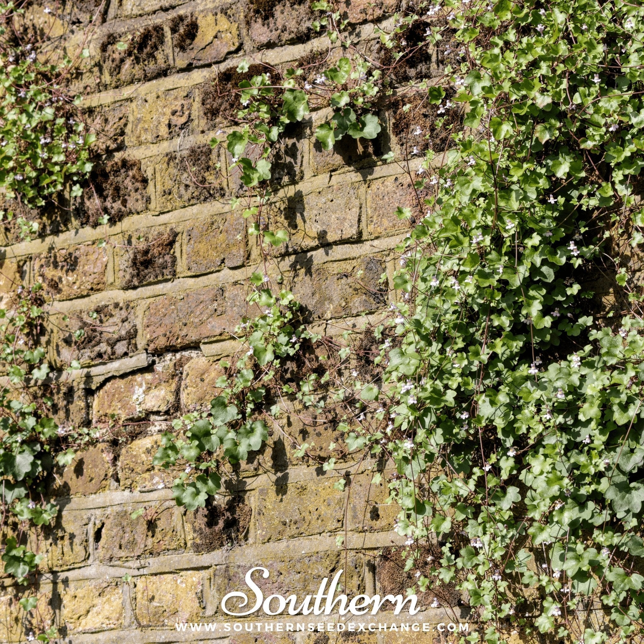 Kenilworth Ivy – 100 Seeds
