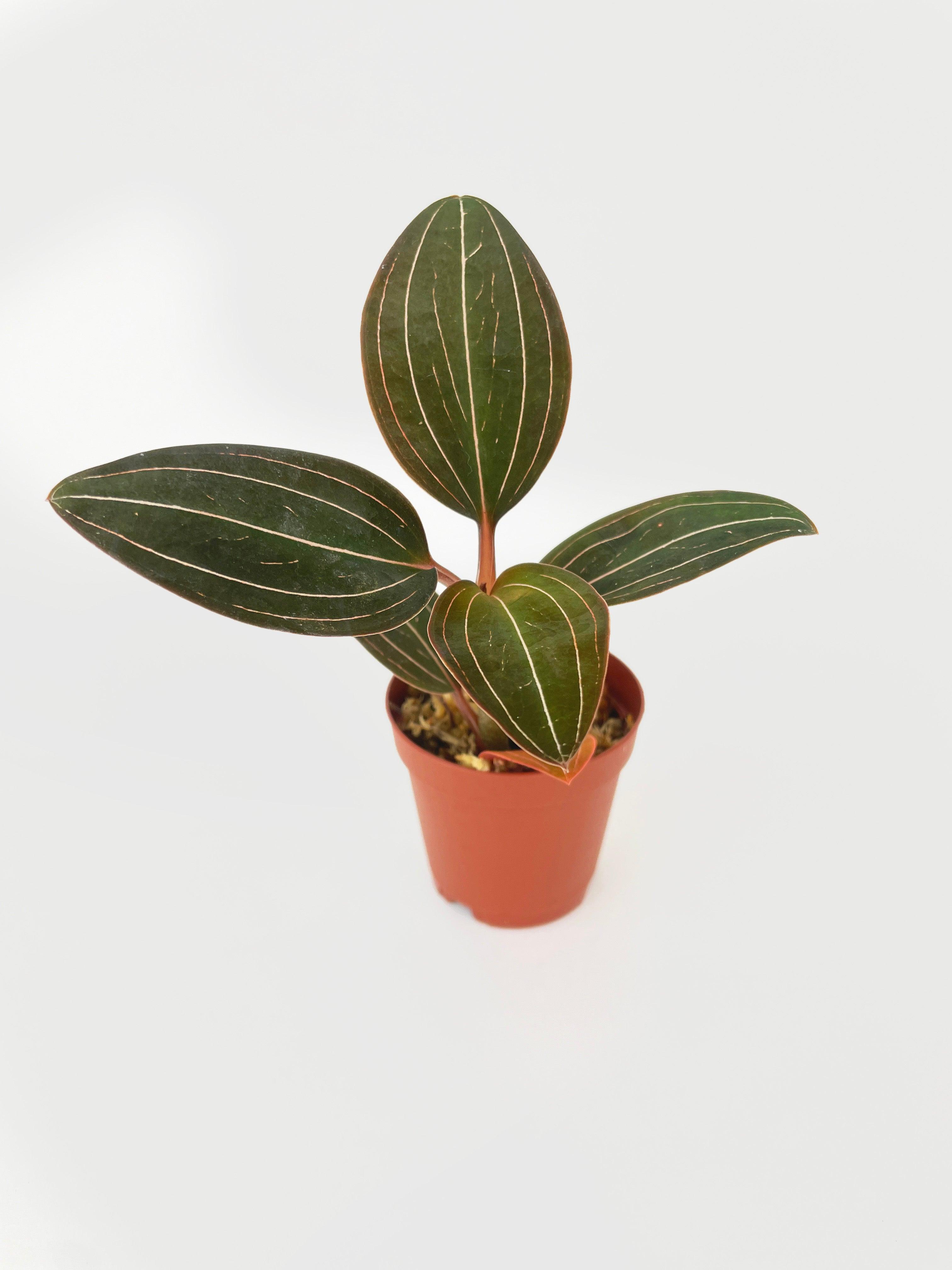 Jewel Orchid Ludisia Discolor