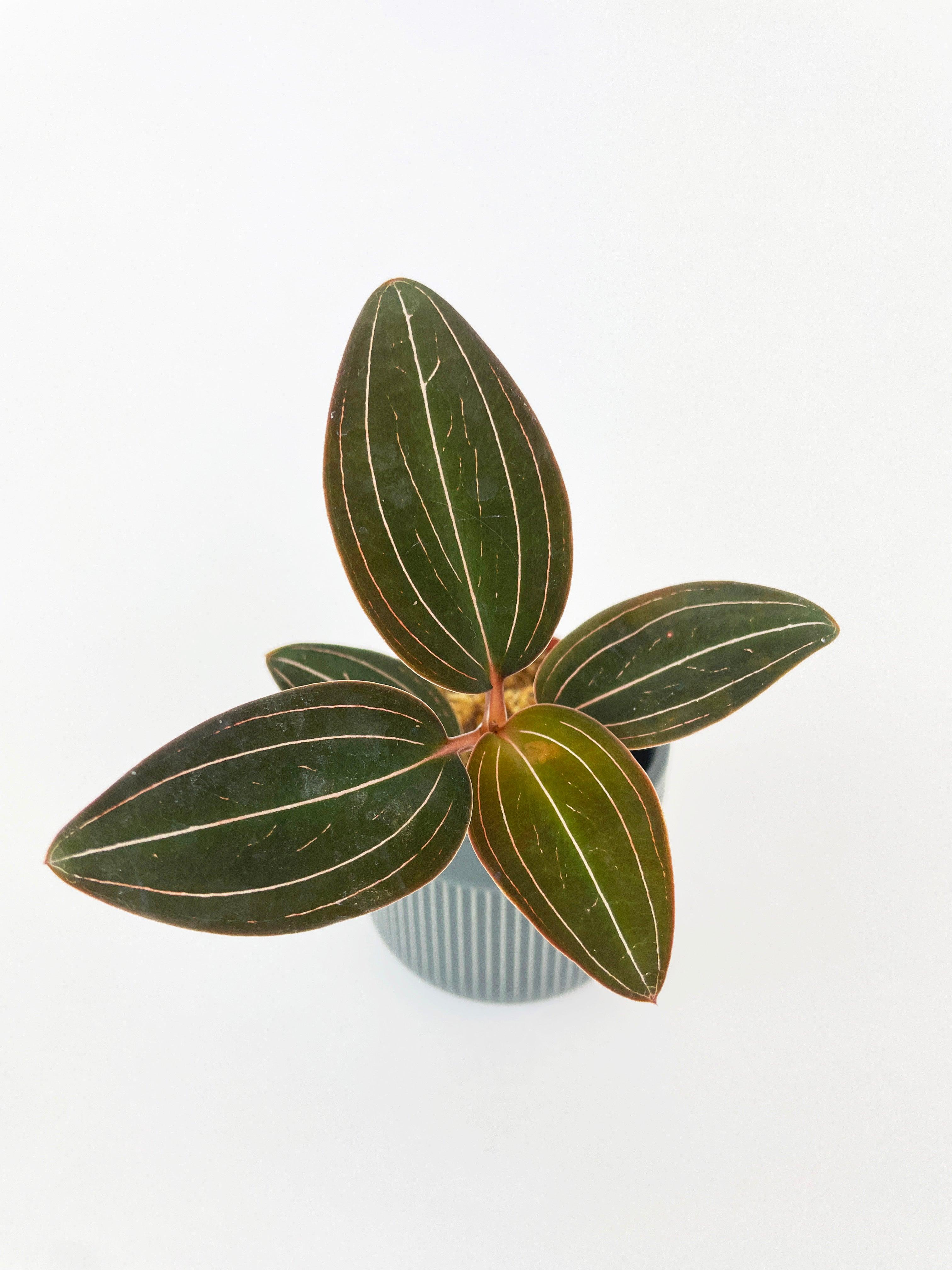 Jewel Orchid Ludisia Discolor