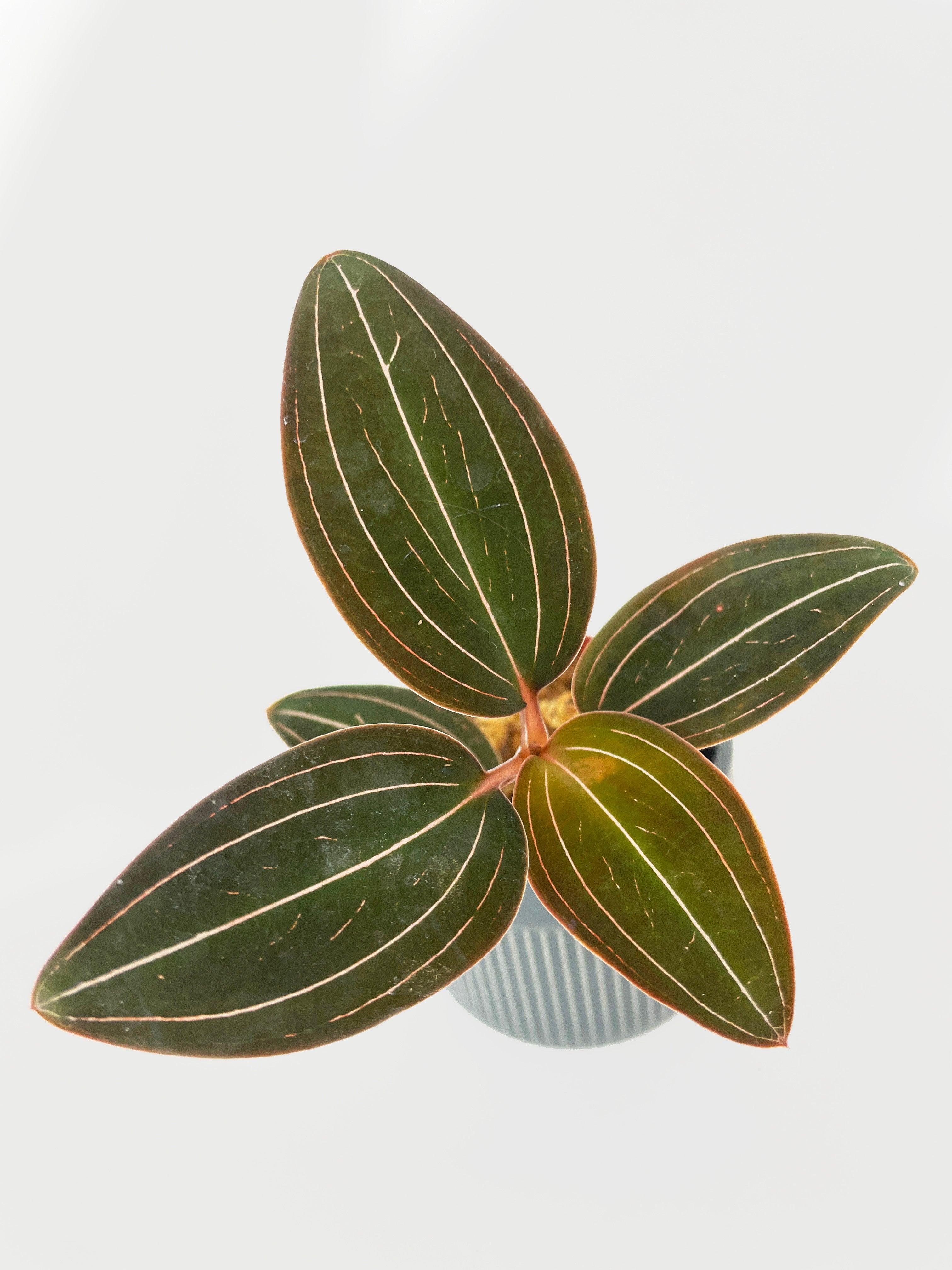 Jewel Orchid Ludisia Discolor