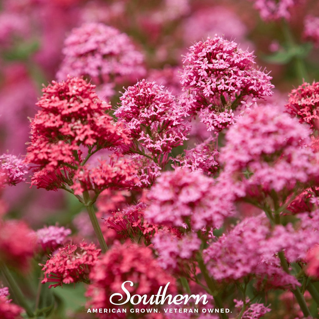 Spotted Joe Pye Weed – 100 Seeds