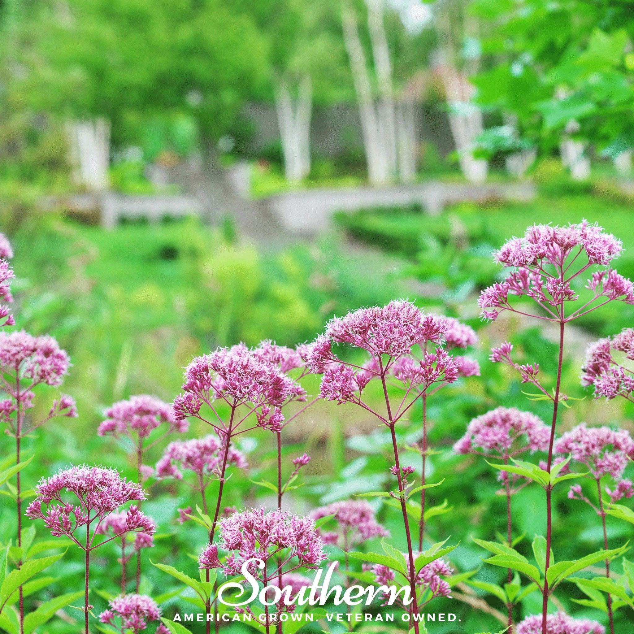 Spotted Joe Pye Weed – 100 Seeds