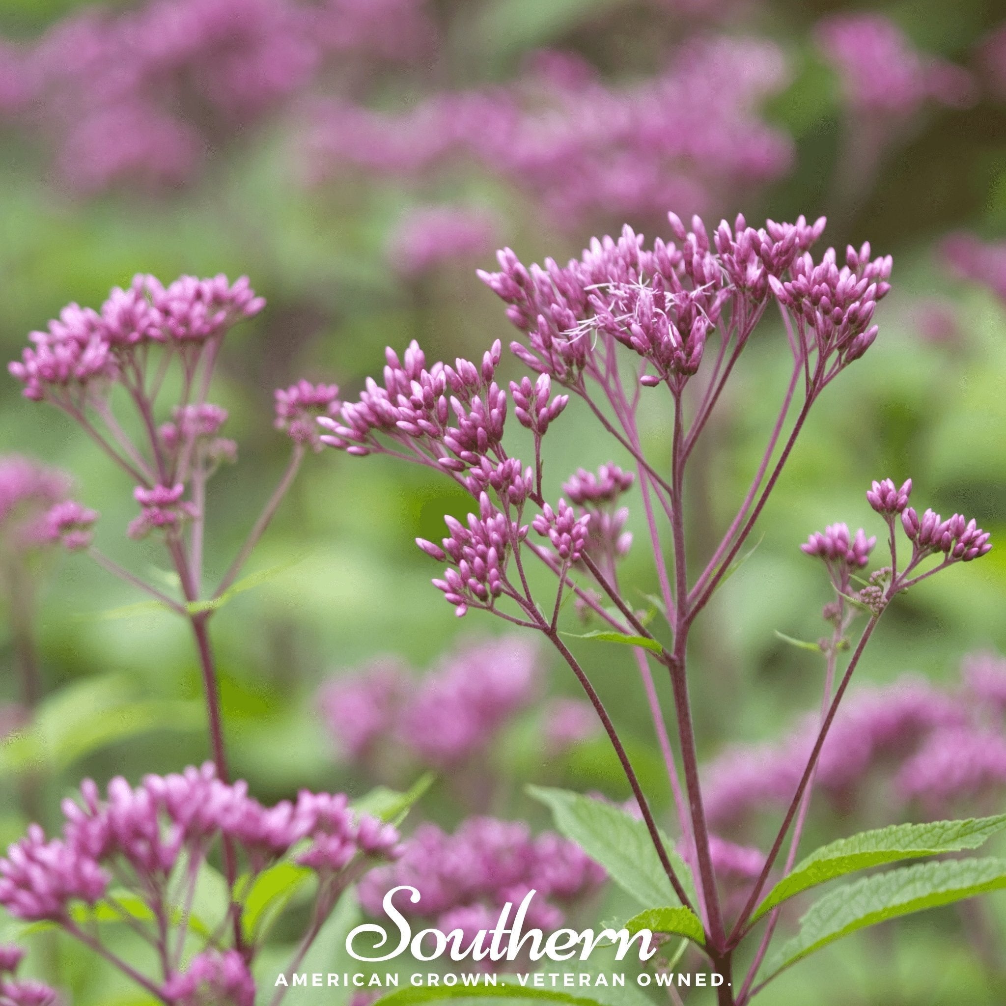 Spotted Joe Pye Weed – 100 Seeds