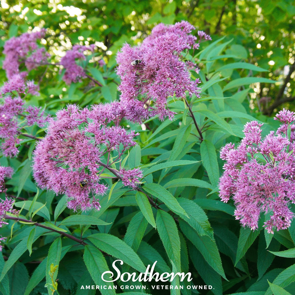 Sweet Joe Pye Weed – 100 Seeds