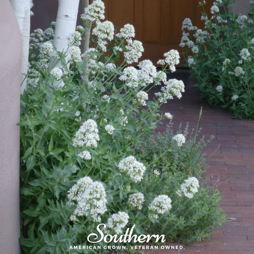 White Valerian Jupiter’s Beard – 50 Seeds