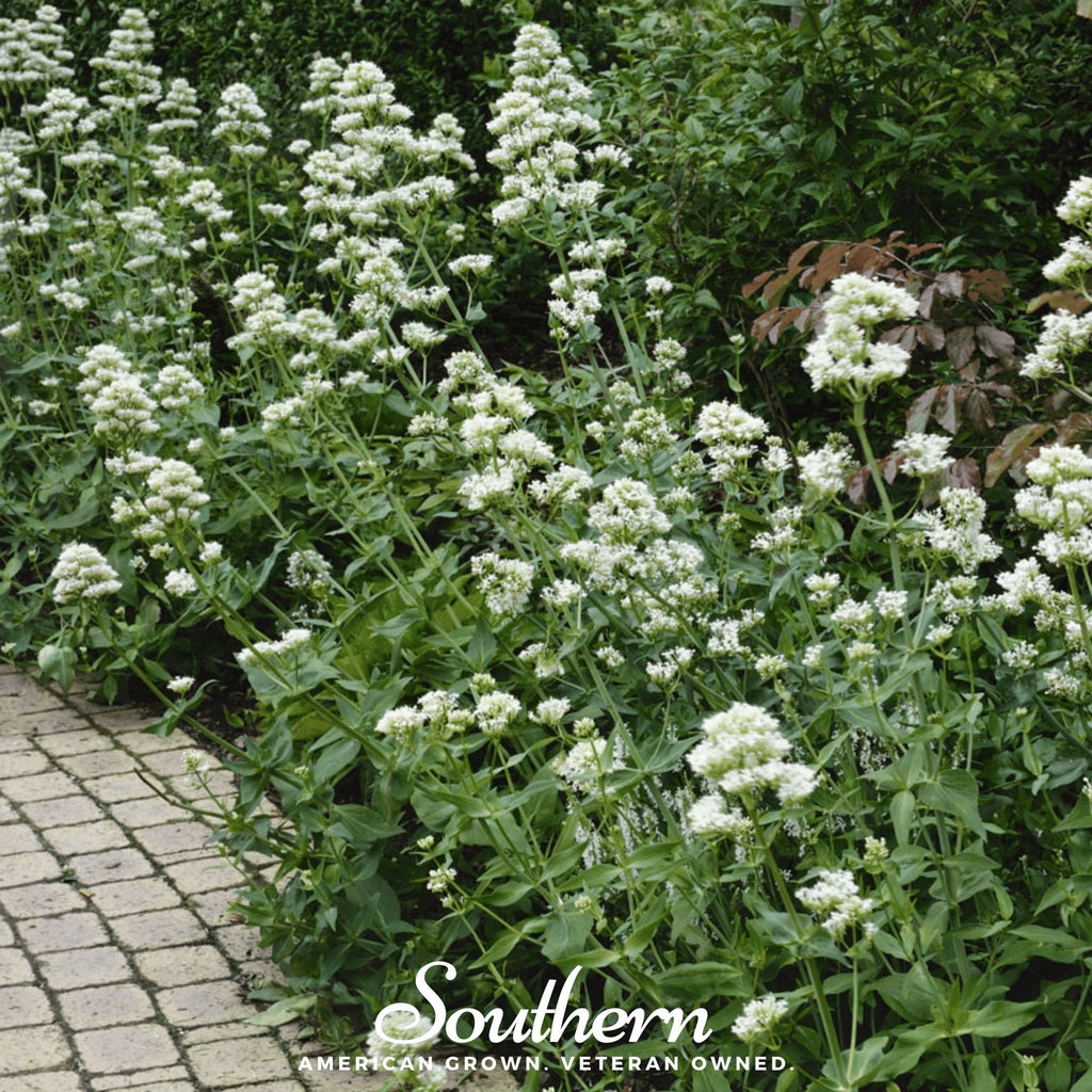 White Valerian Jupiter’s Beard – 50 Seeds