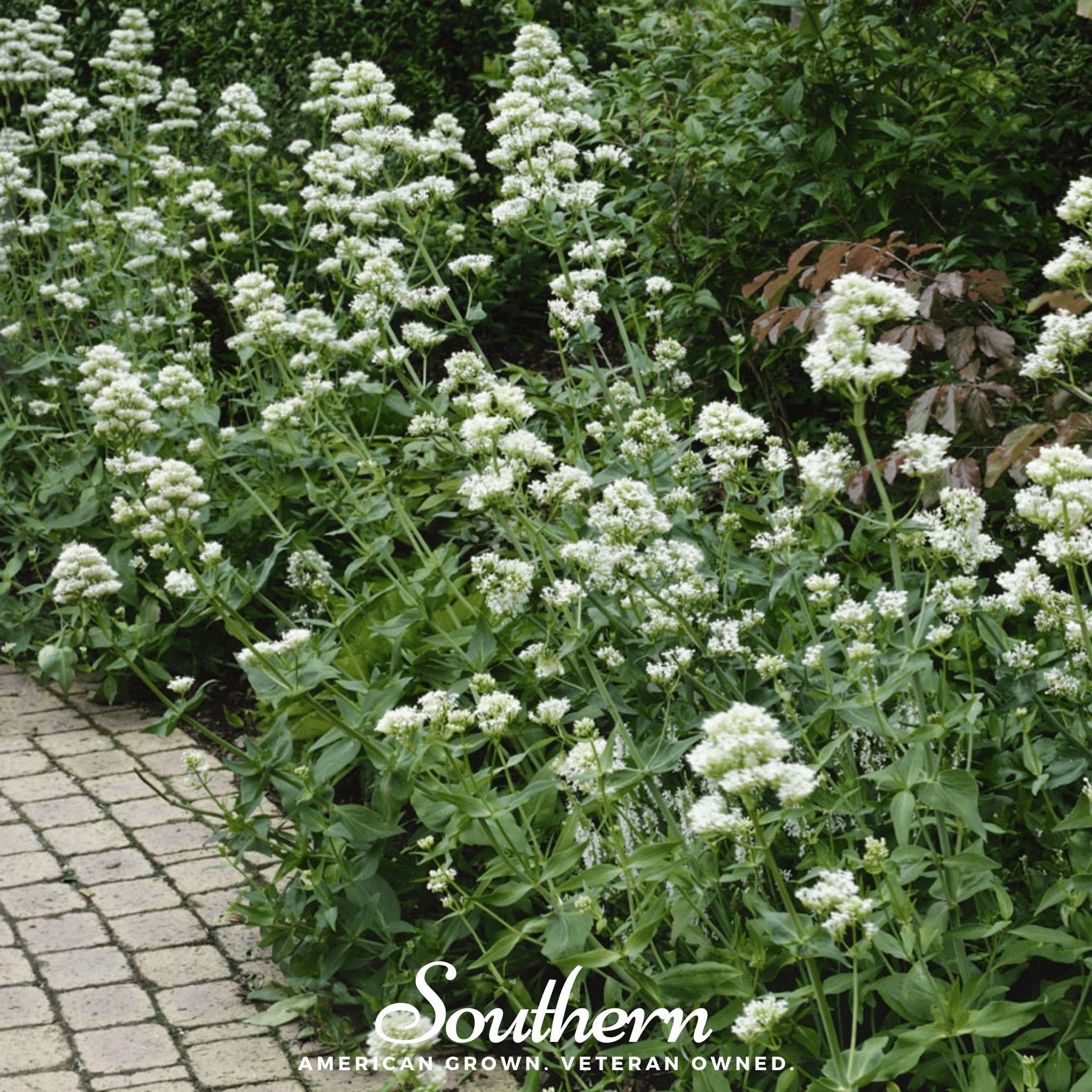 White Valerian Jupiter’s Beard – 50 Seeds